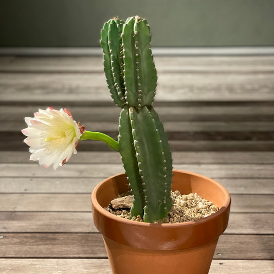 サボテンの花