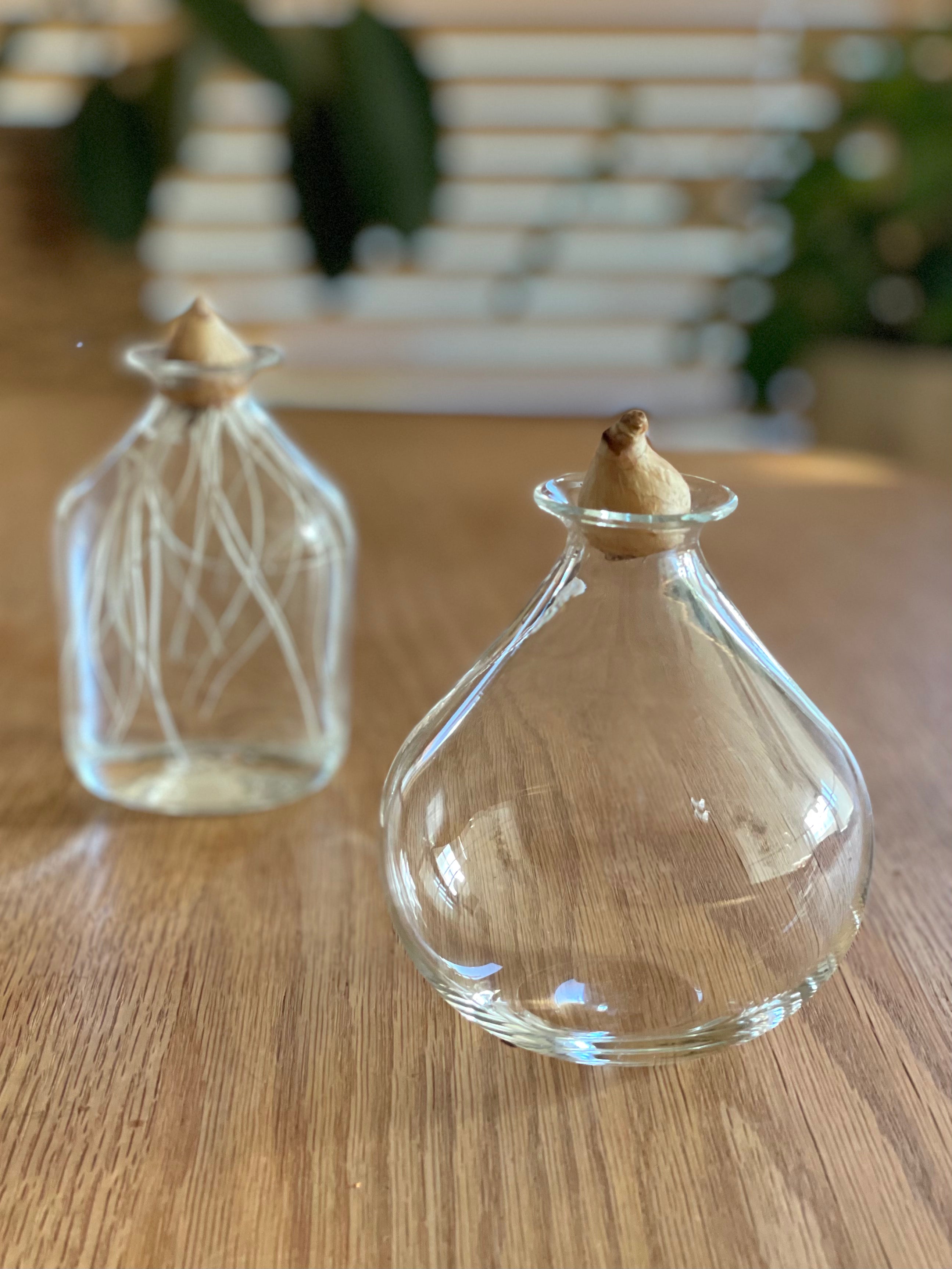 ムスカリポット1