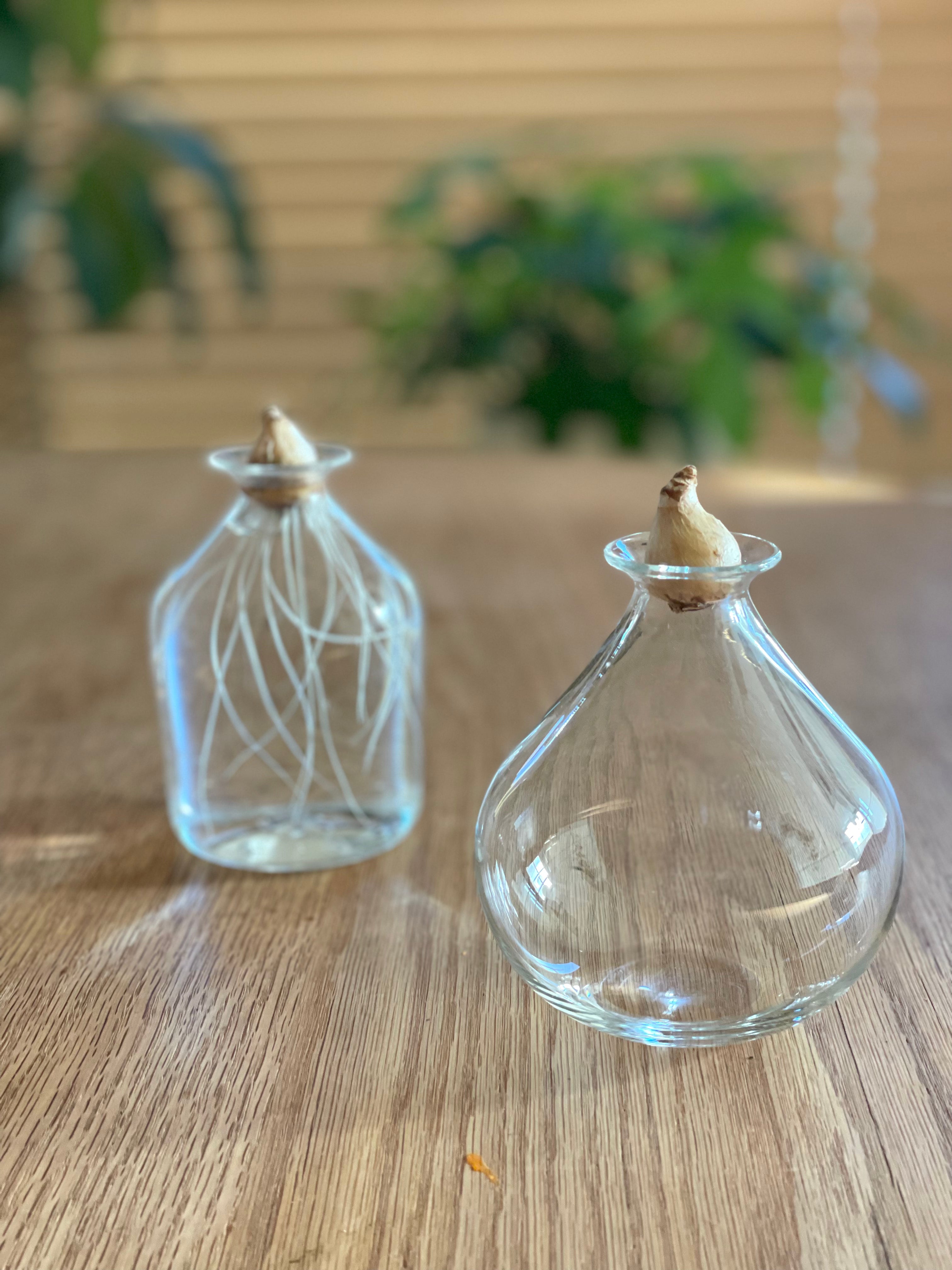 ムスカリポット1