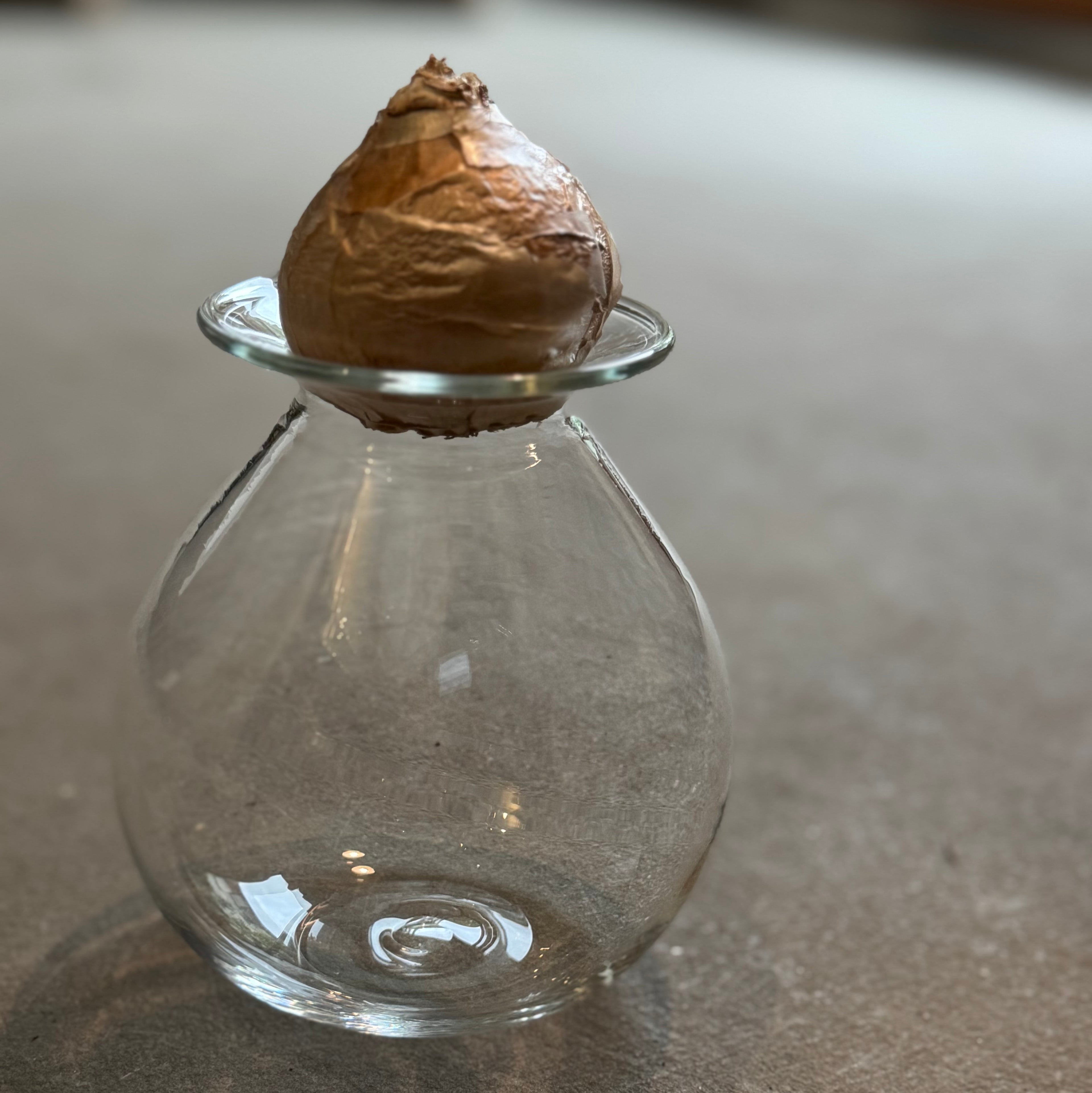 さこうゆうこ / ヒヤシンスポット/ 丸型4