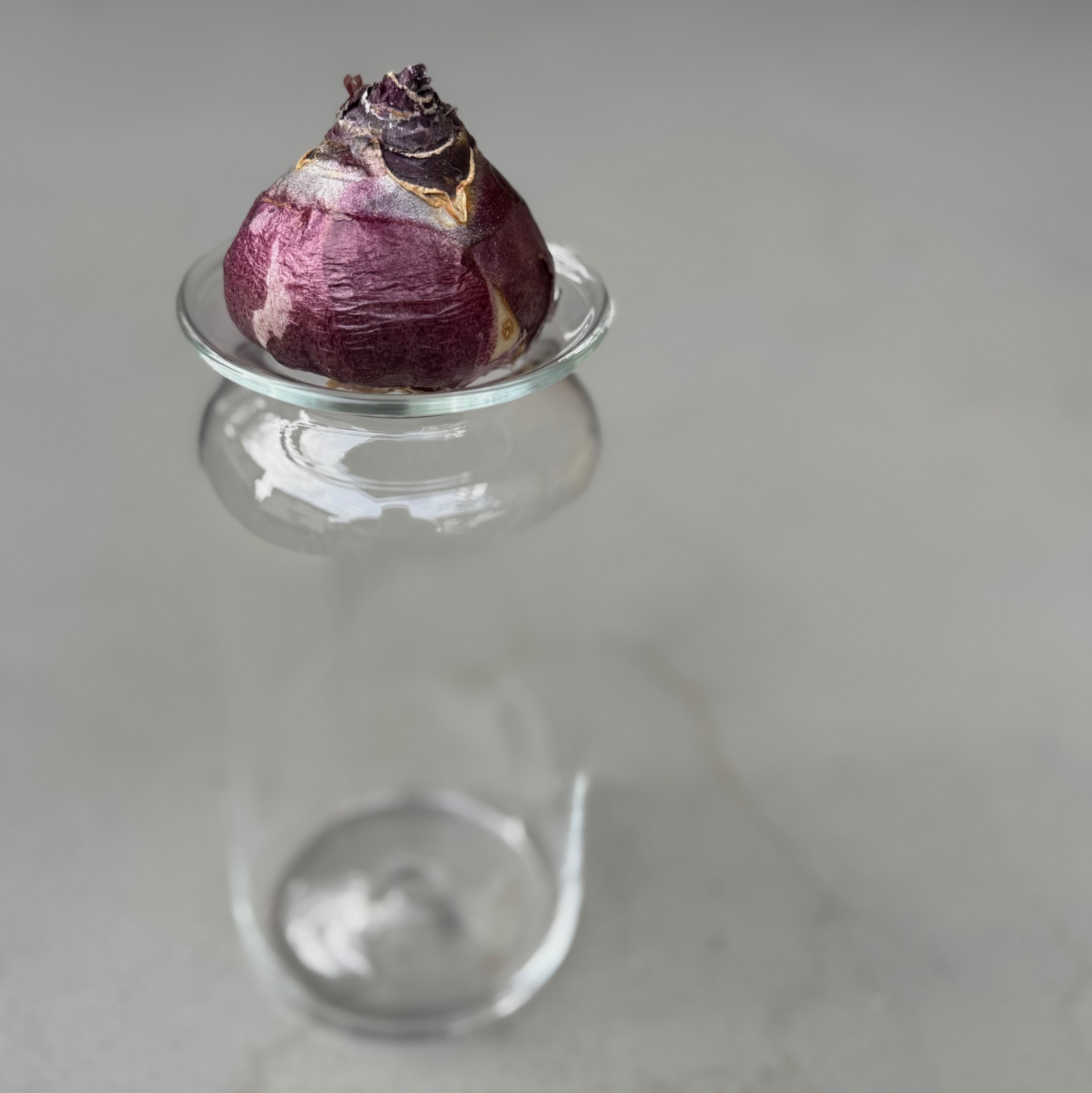 さこうゆうこ / ヒヤシンスポット/ ストレート1