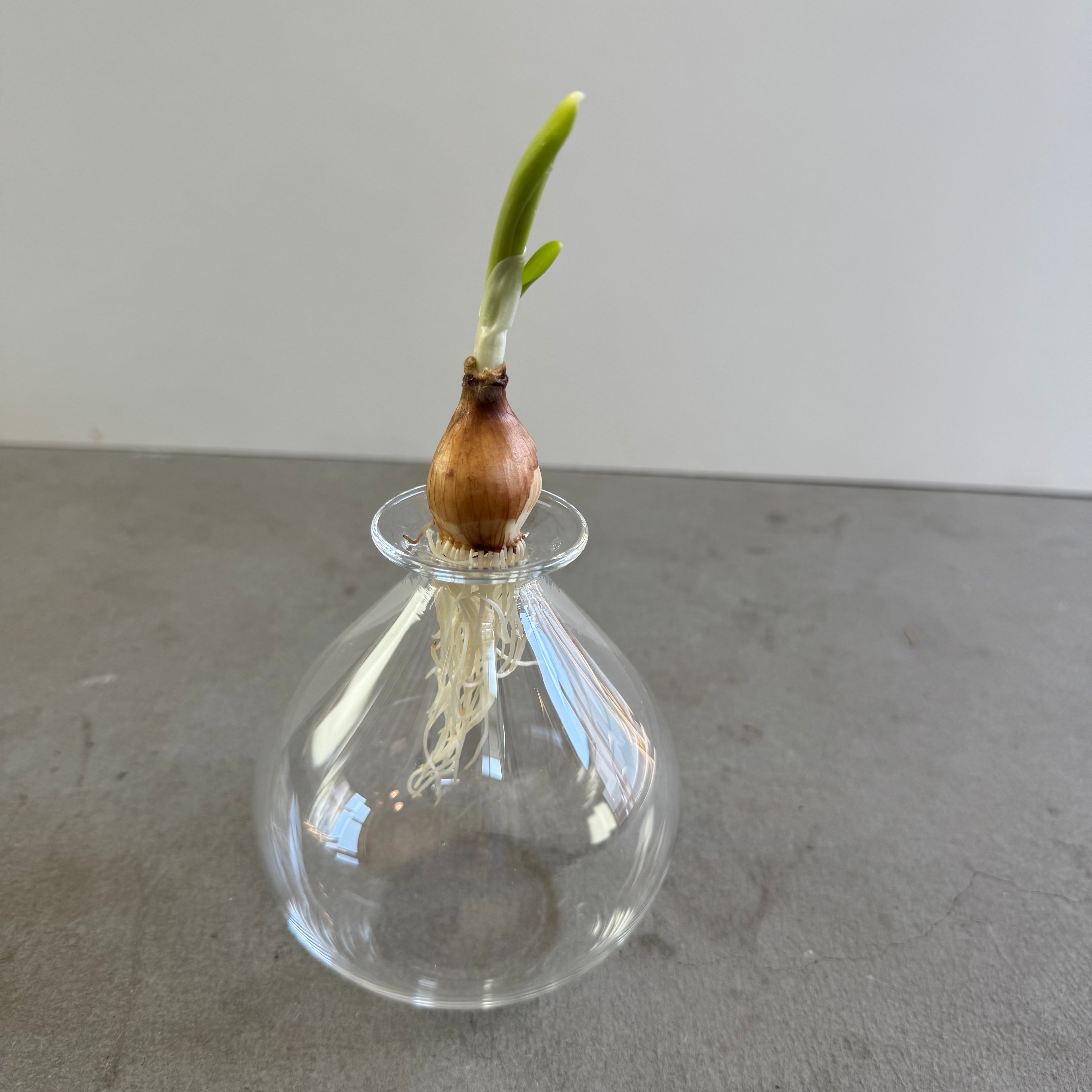 さこうゆうこ / ムスカリポット/ 丸a