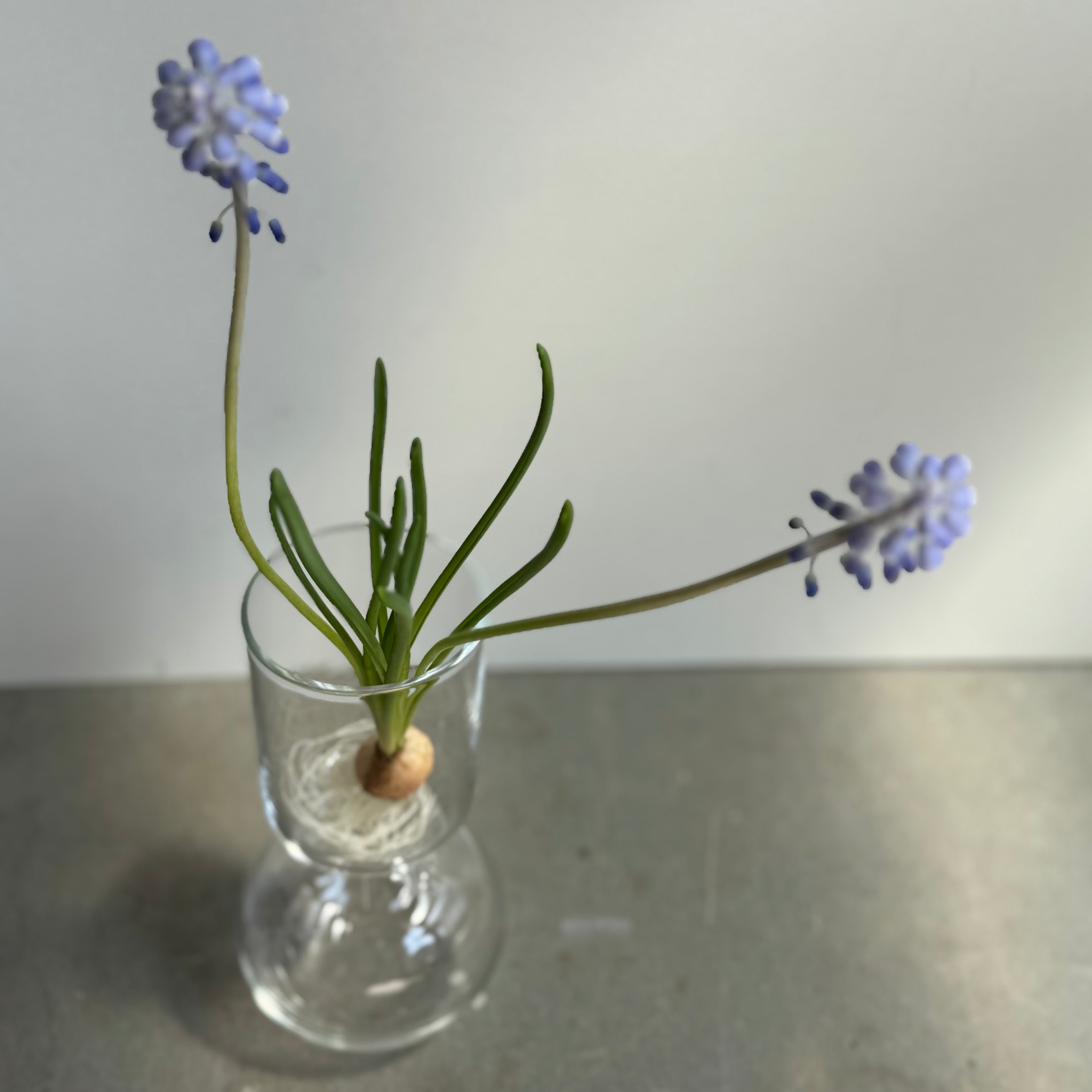 さこうゆうこ / ムスカリポットストレートc