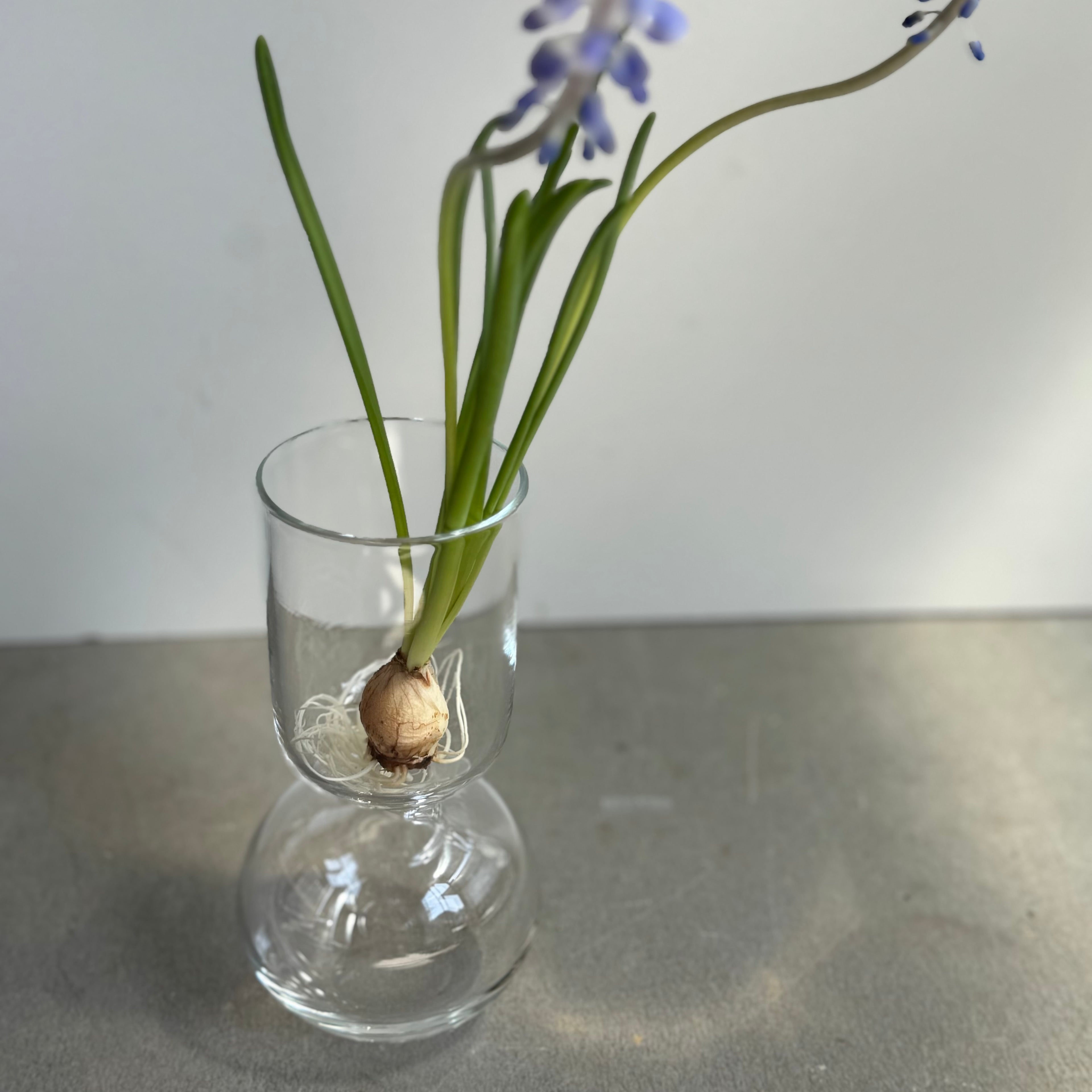 さこうゆうこ / ムスカリポットストレートb