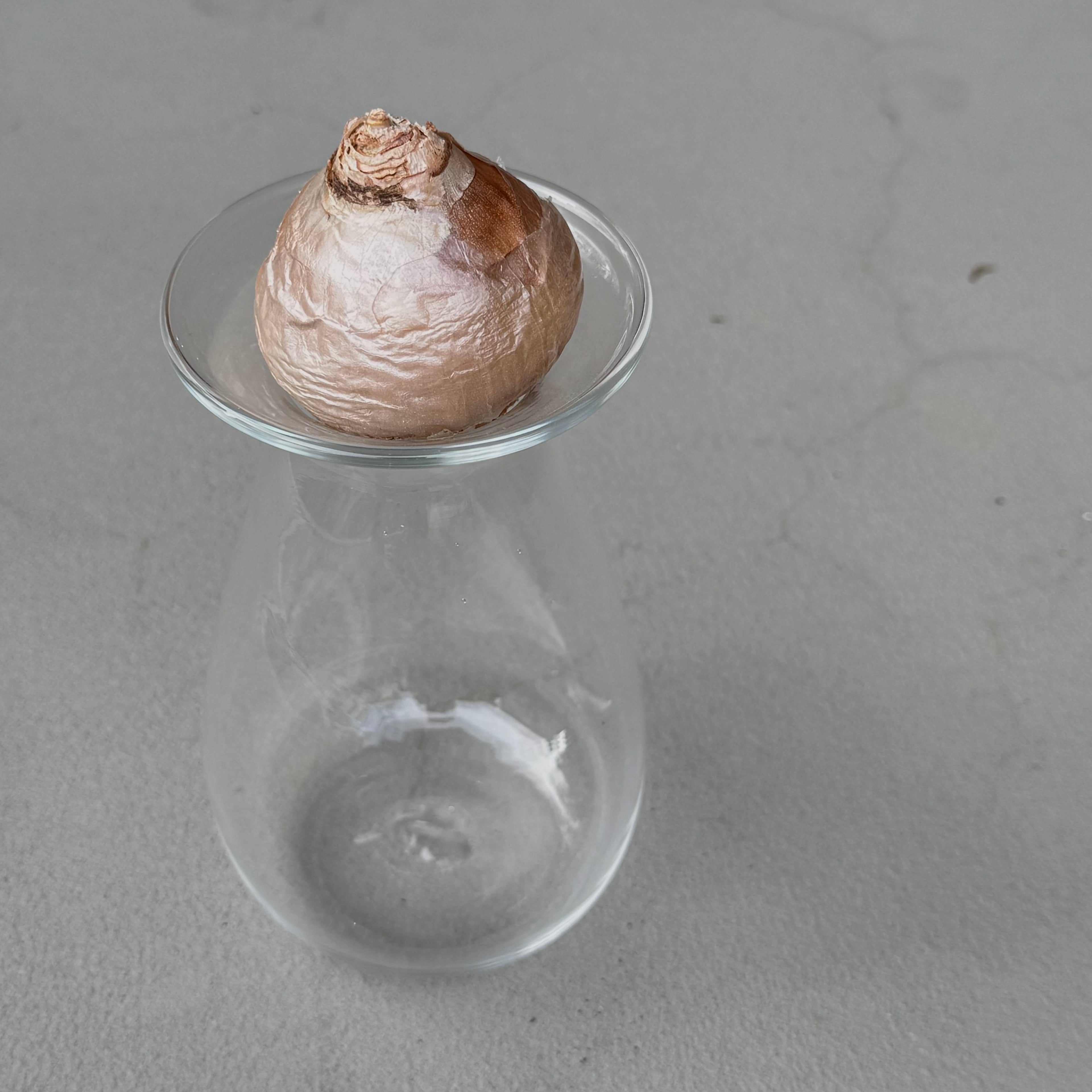 さこうゆうこ / ヒヤシンスポット/ しずく型2