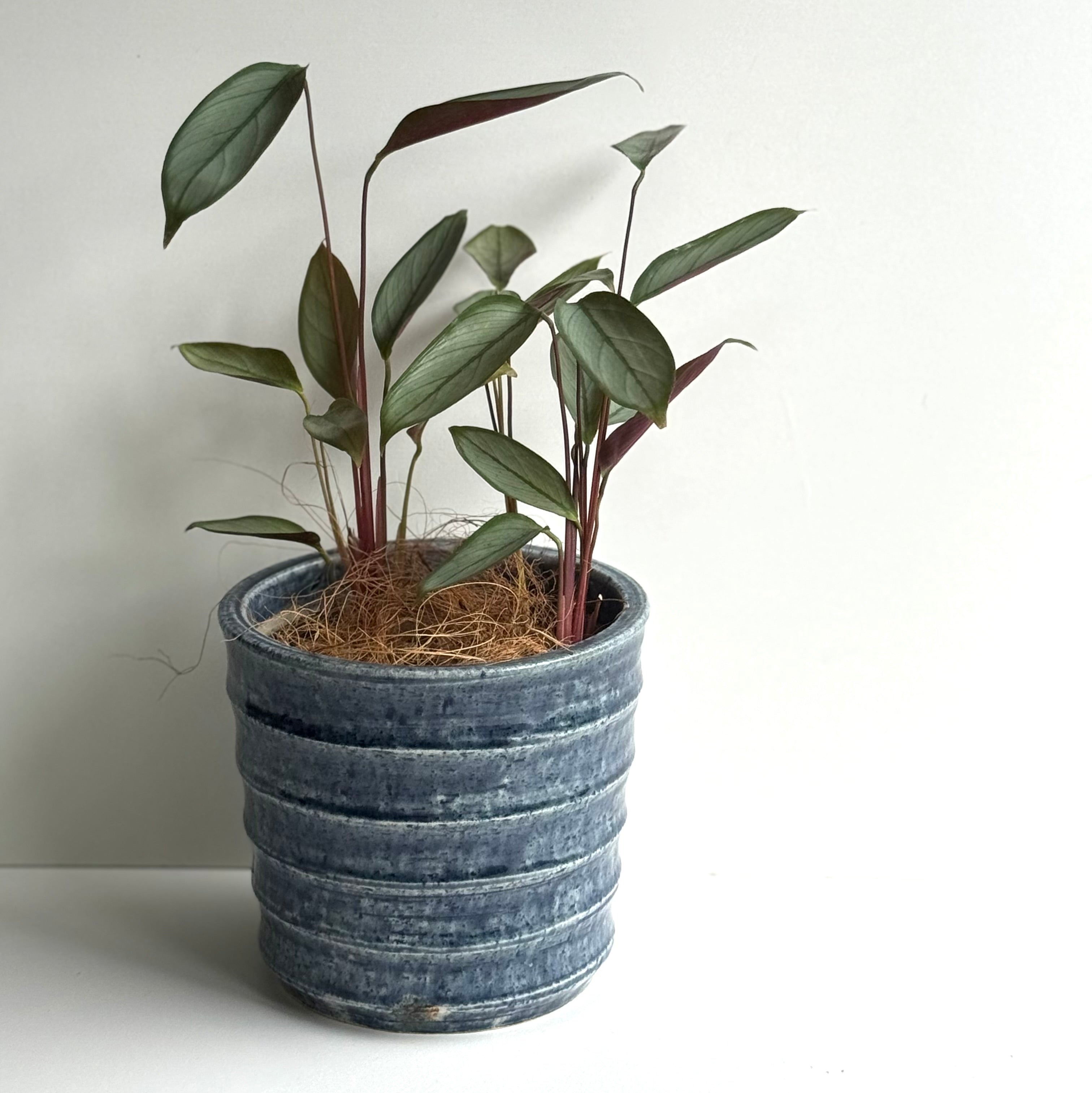 しのぎ鉢カバー(ゴス色)