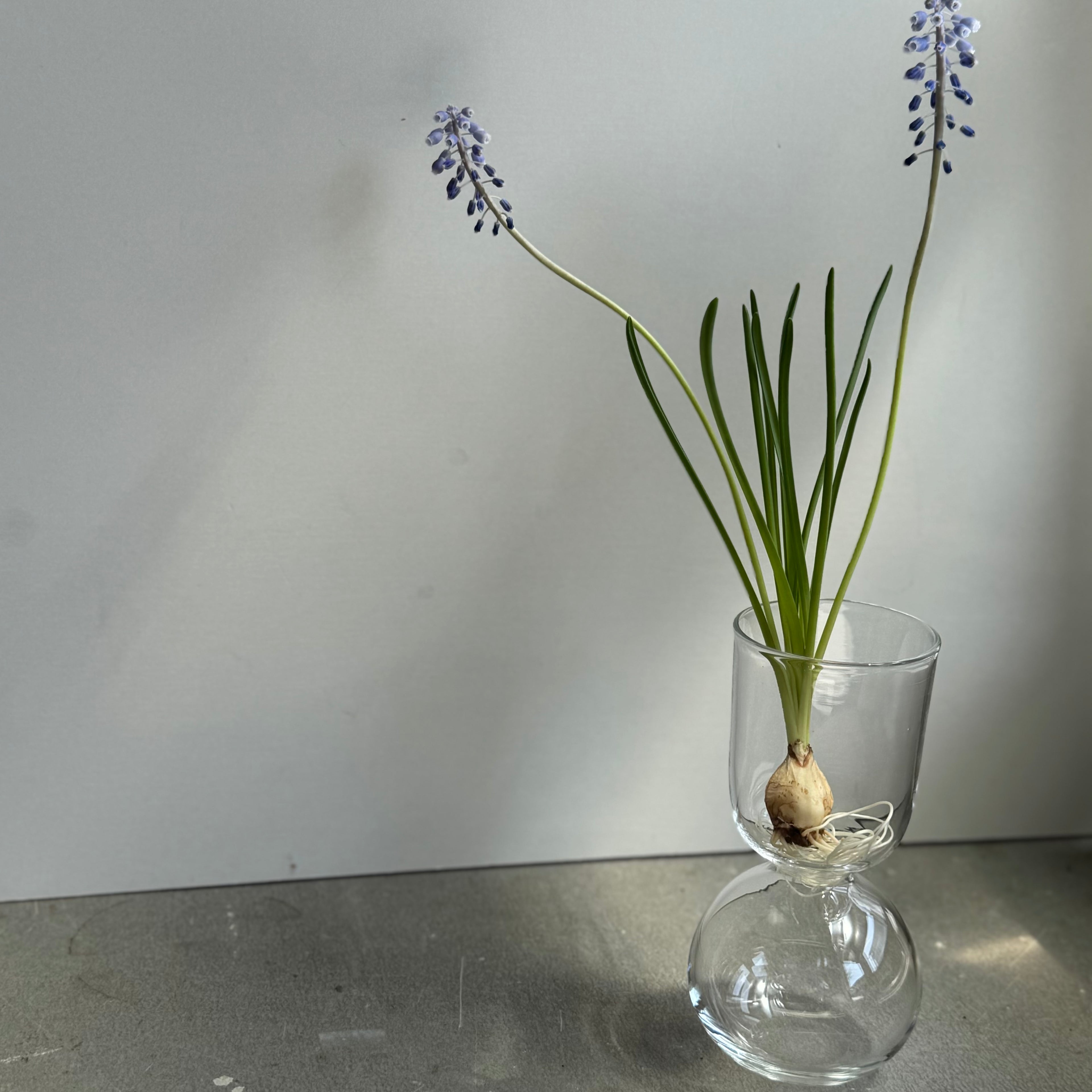 さこうゆうこ / ムスカリポットストレートa