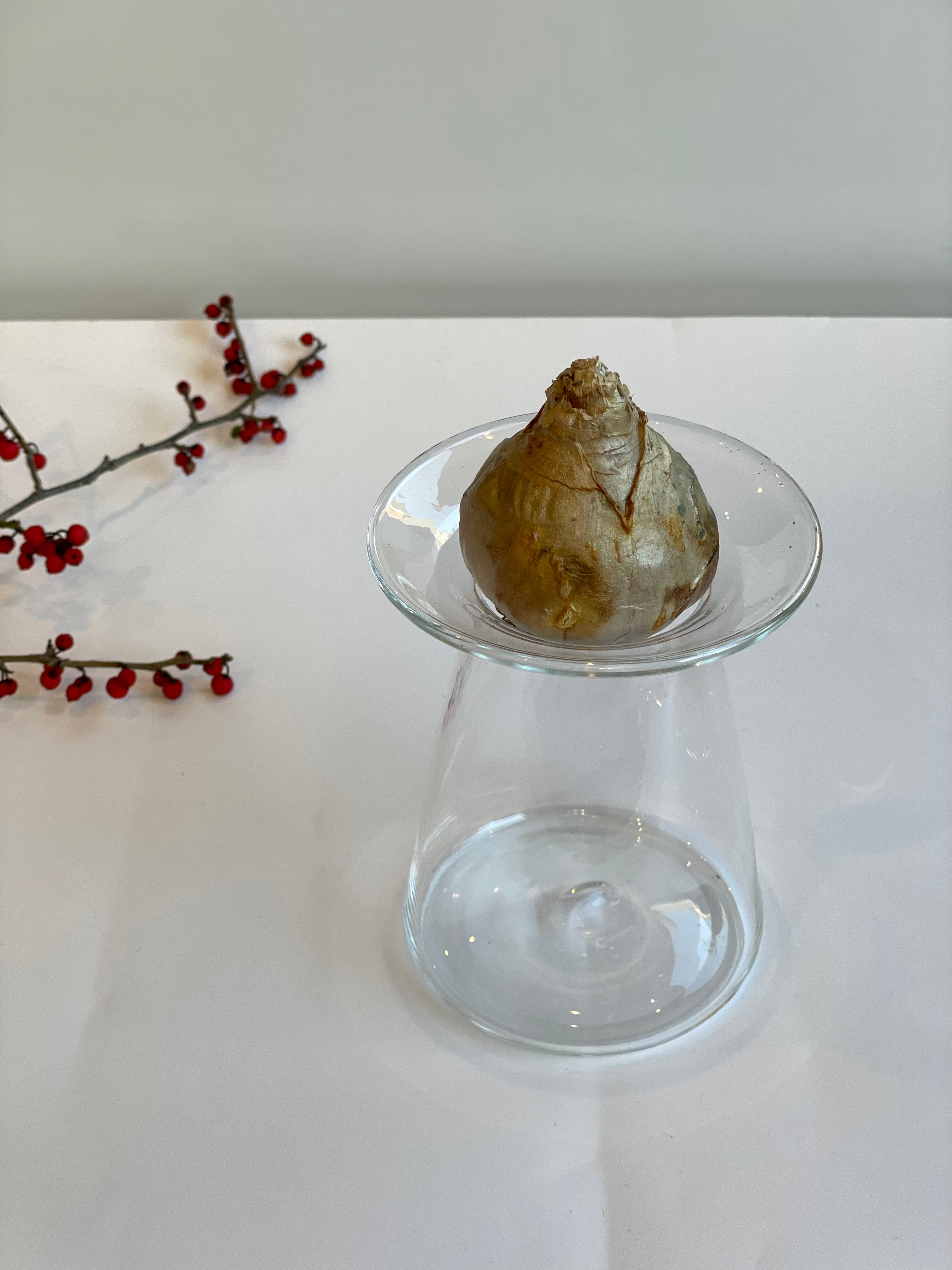 ヒヤシンスポット2