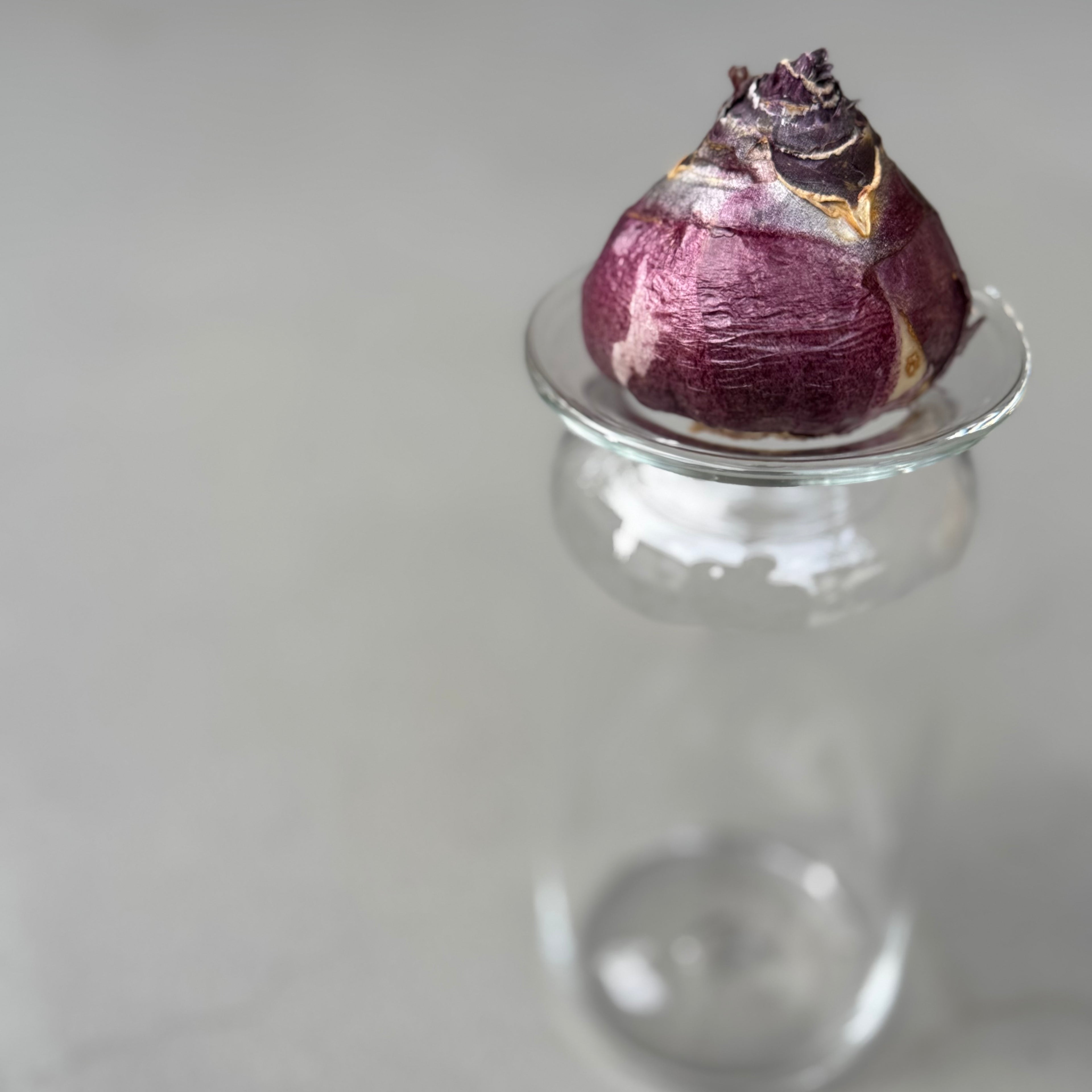 さこうゆうこ / ヒヤシンスポット/ ストレート2