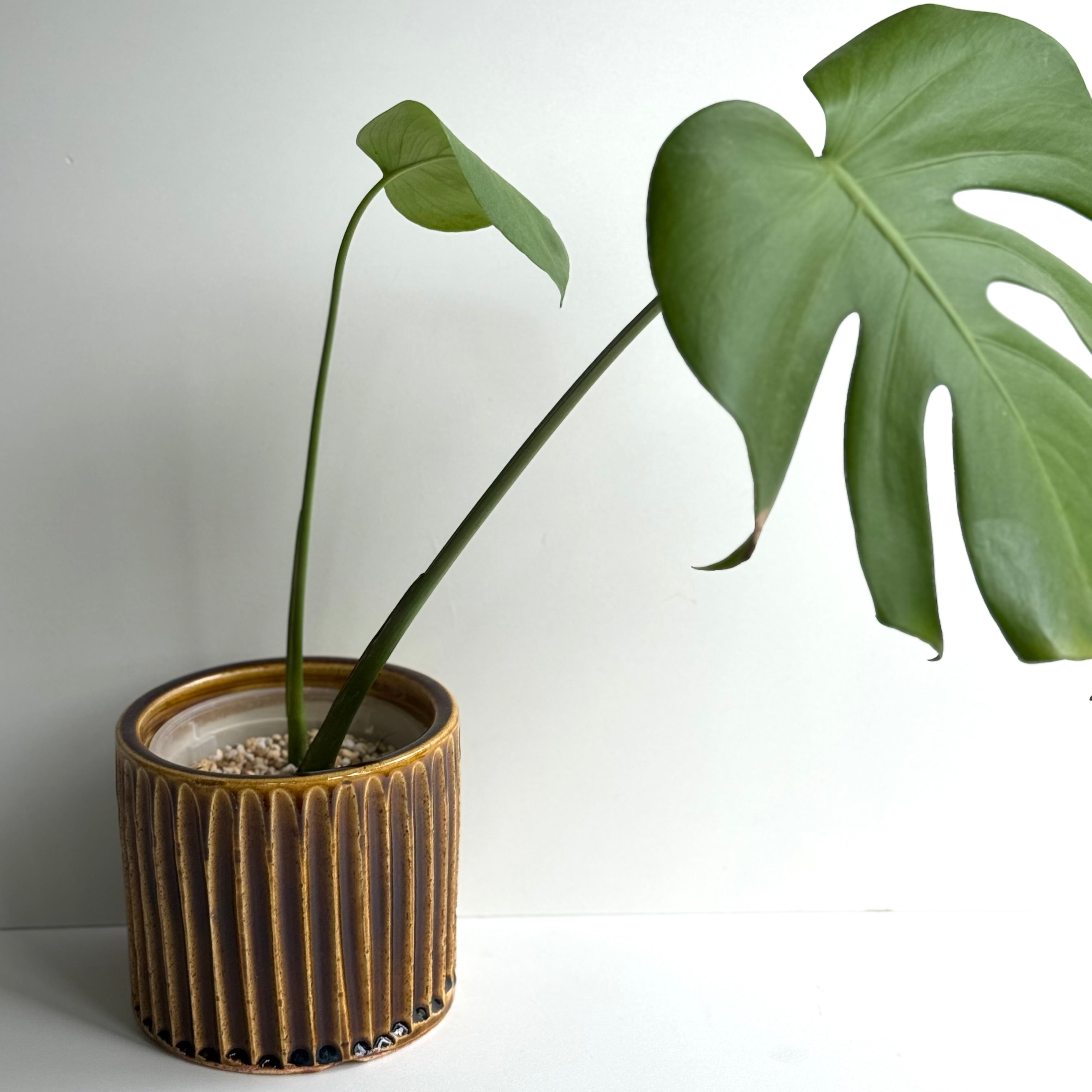 しのぎ鉢カバー(飴色)