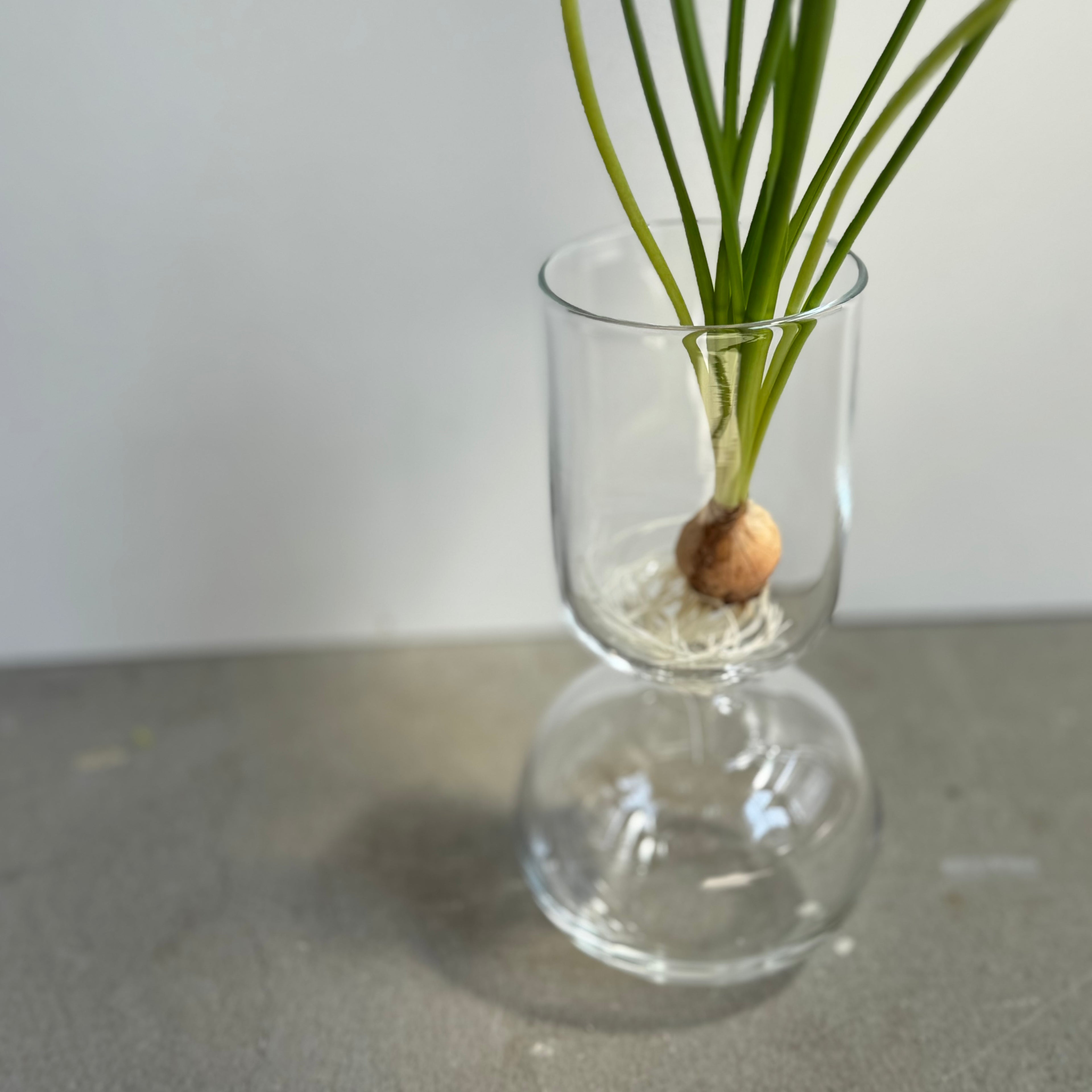 さこうゆうこ / ムスカリポットストレートc