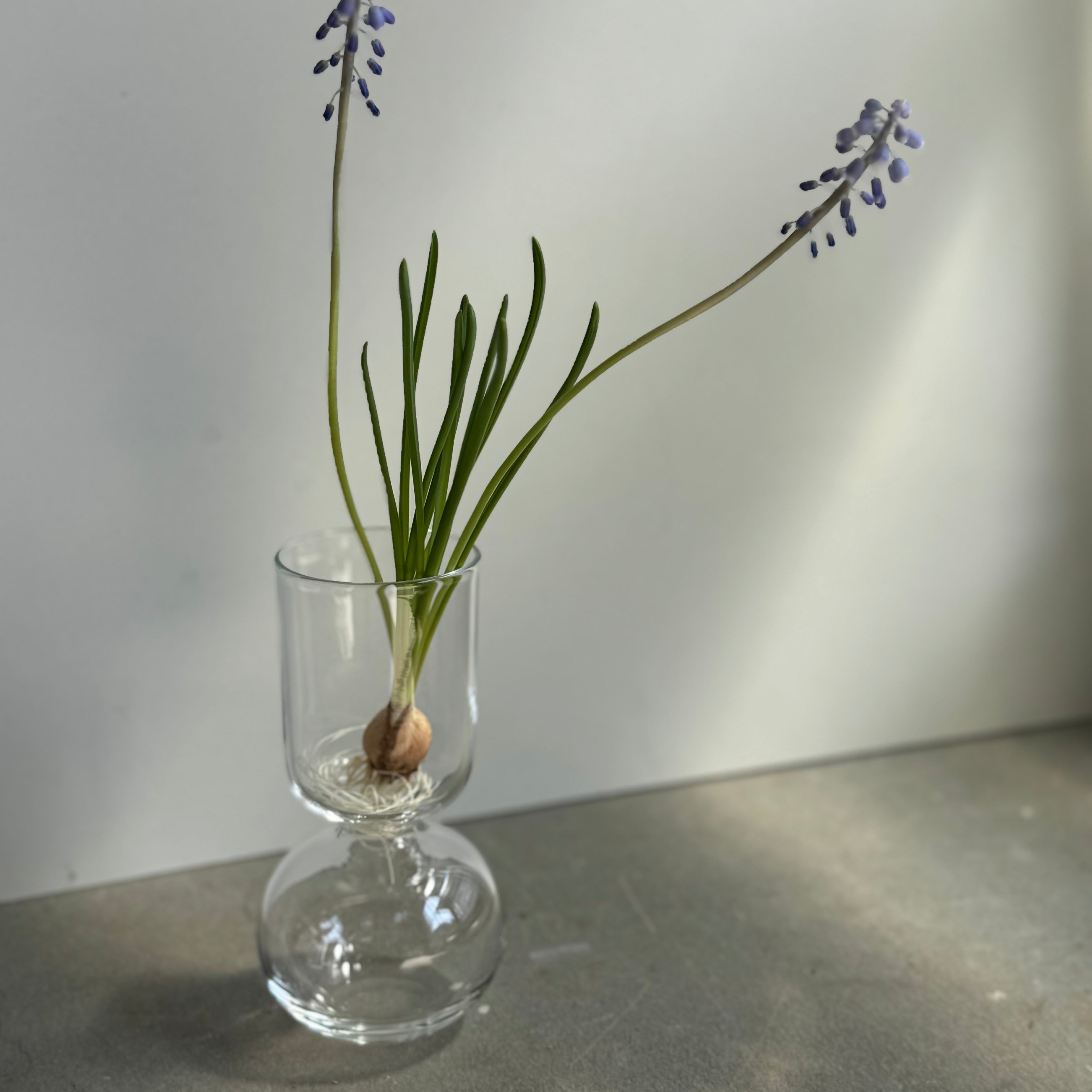 さこうゆうこ / ムスカリポットストレートc