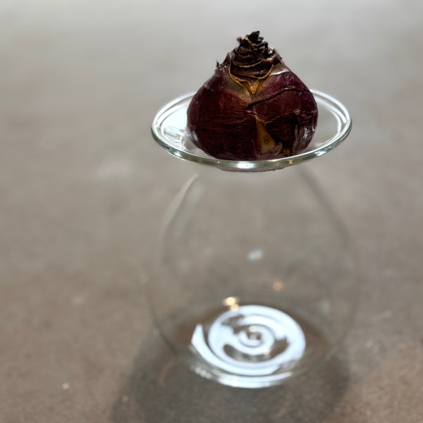 さこうゆうこ / ヒヤシンスポット/丸型2