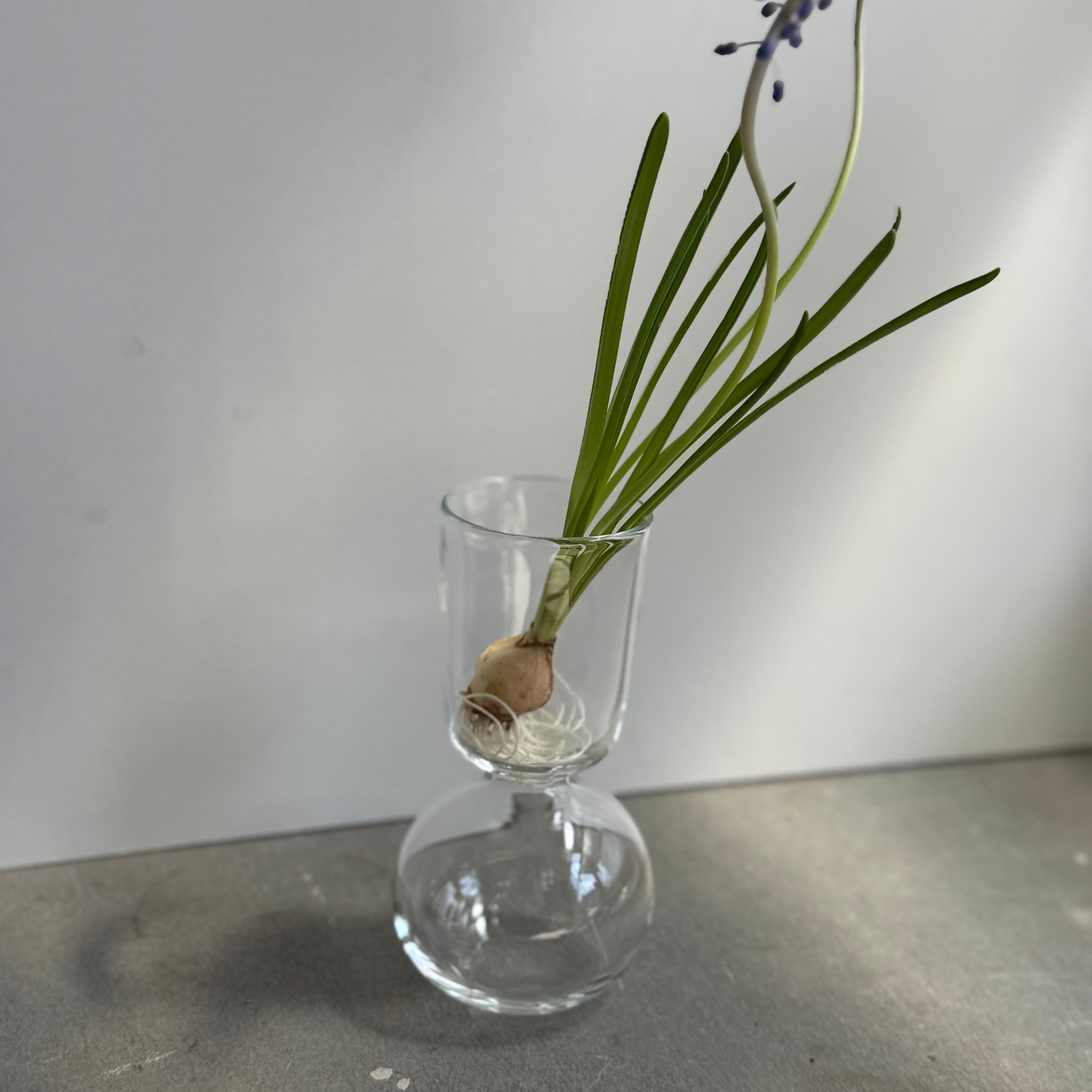 さこうゆうこ / ムスカリポットストレートd