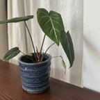 齊藤十郎/  しのぎ植木鉢