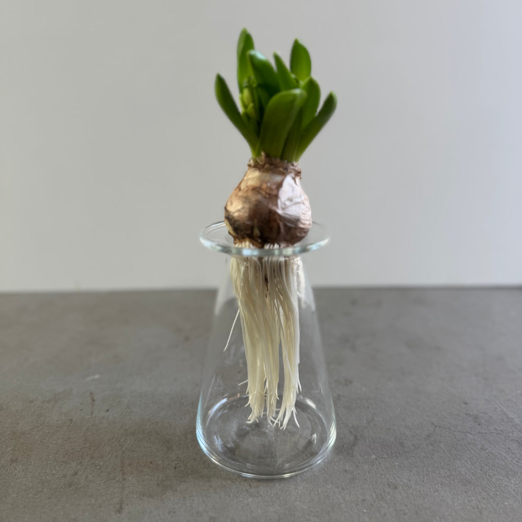 さこうゆうこ / ヒヤシンスポット/ 三角型b