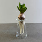 さこうゆうこ / ヒヤシンスポット/ 三角型b