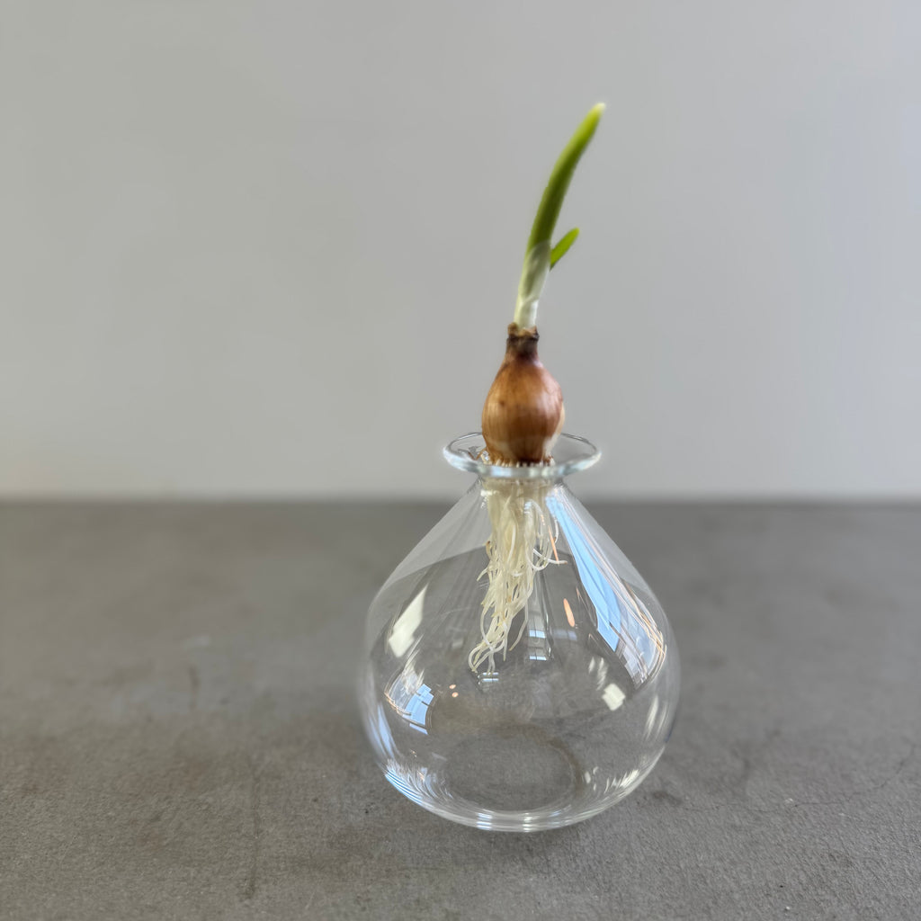 さこうゆうこ / ムスカリポット/ 丸a