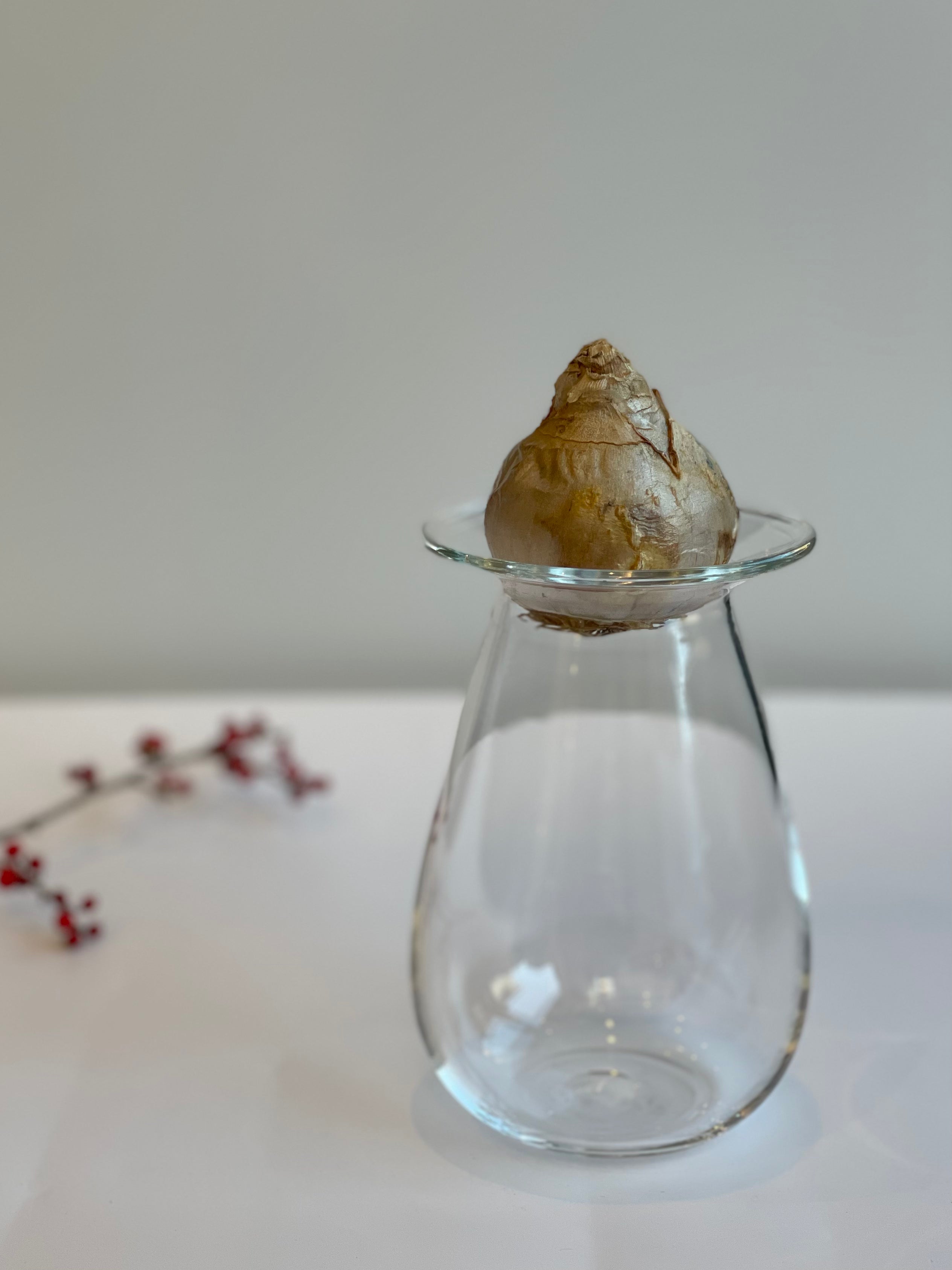 ヒヤシンスポット3