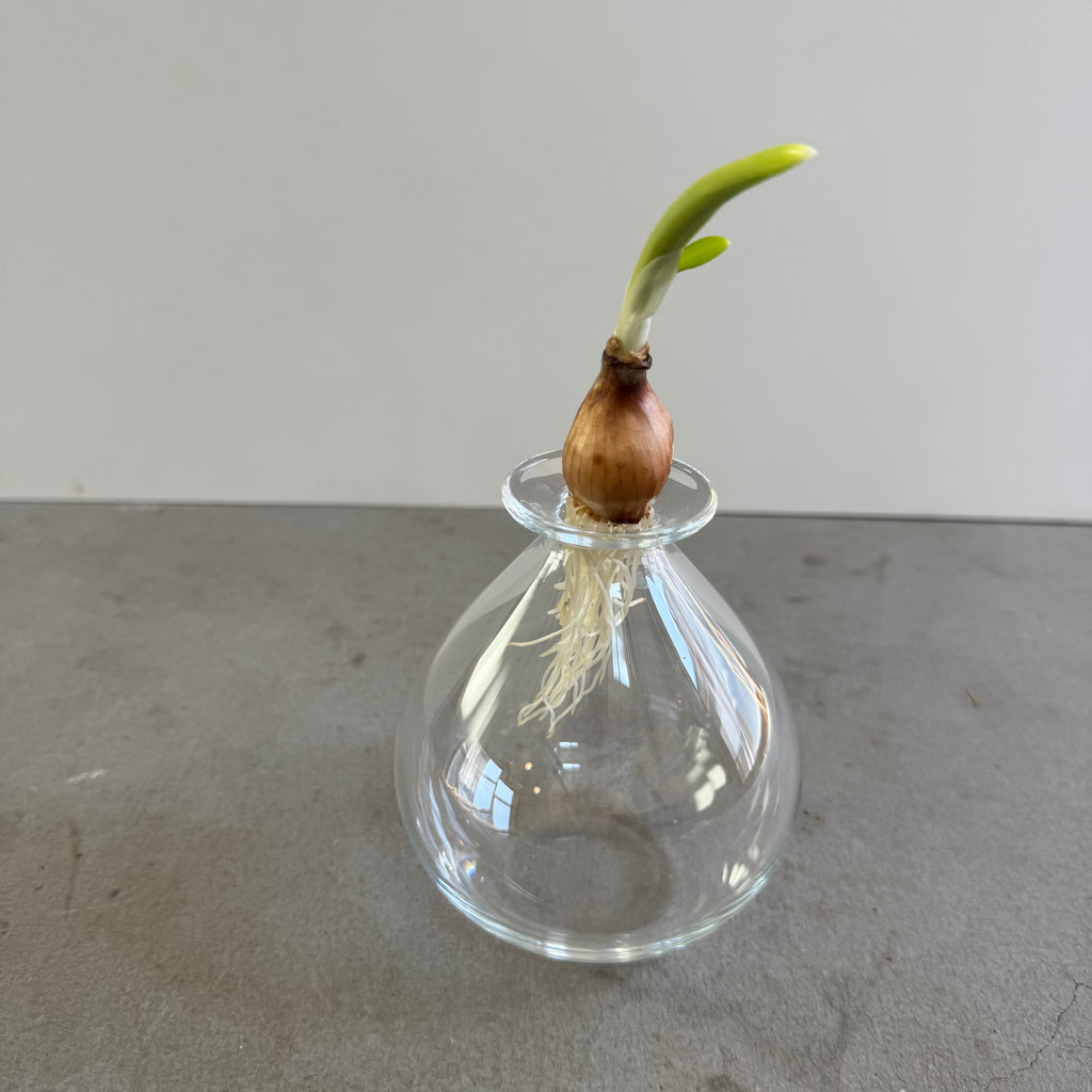 さこうゆうこ / ムスカリポット/ 丸b