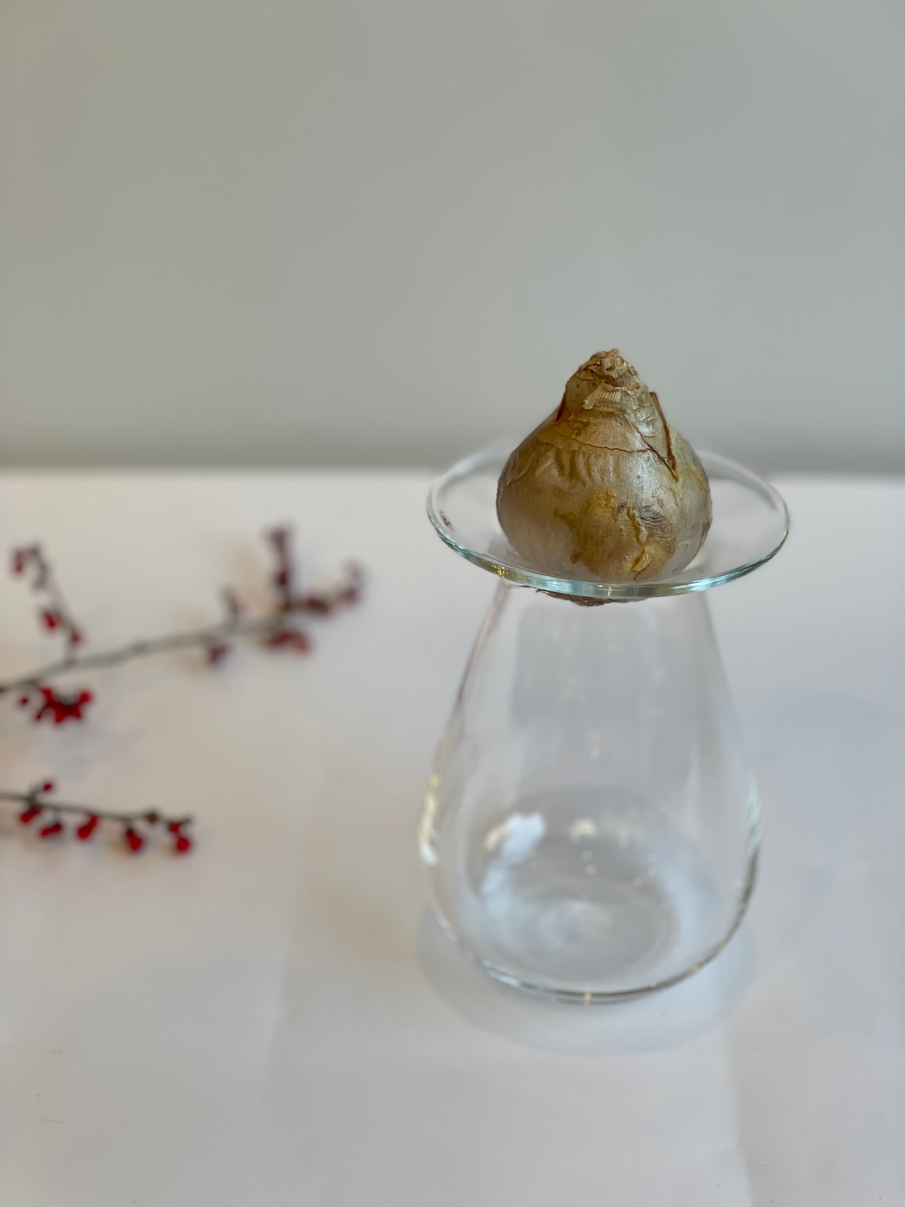 ヒヤシンスポット4