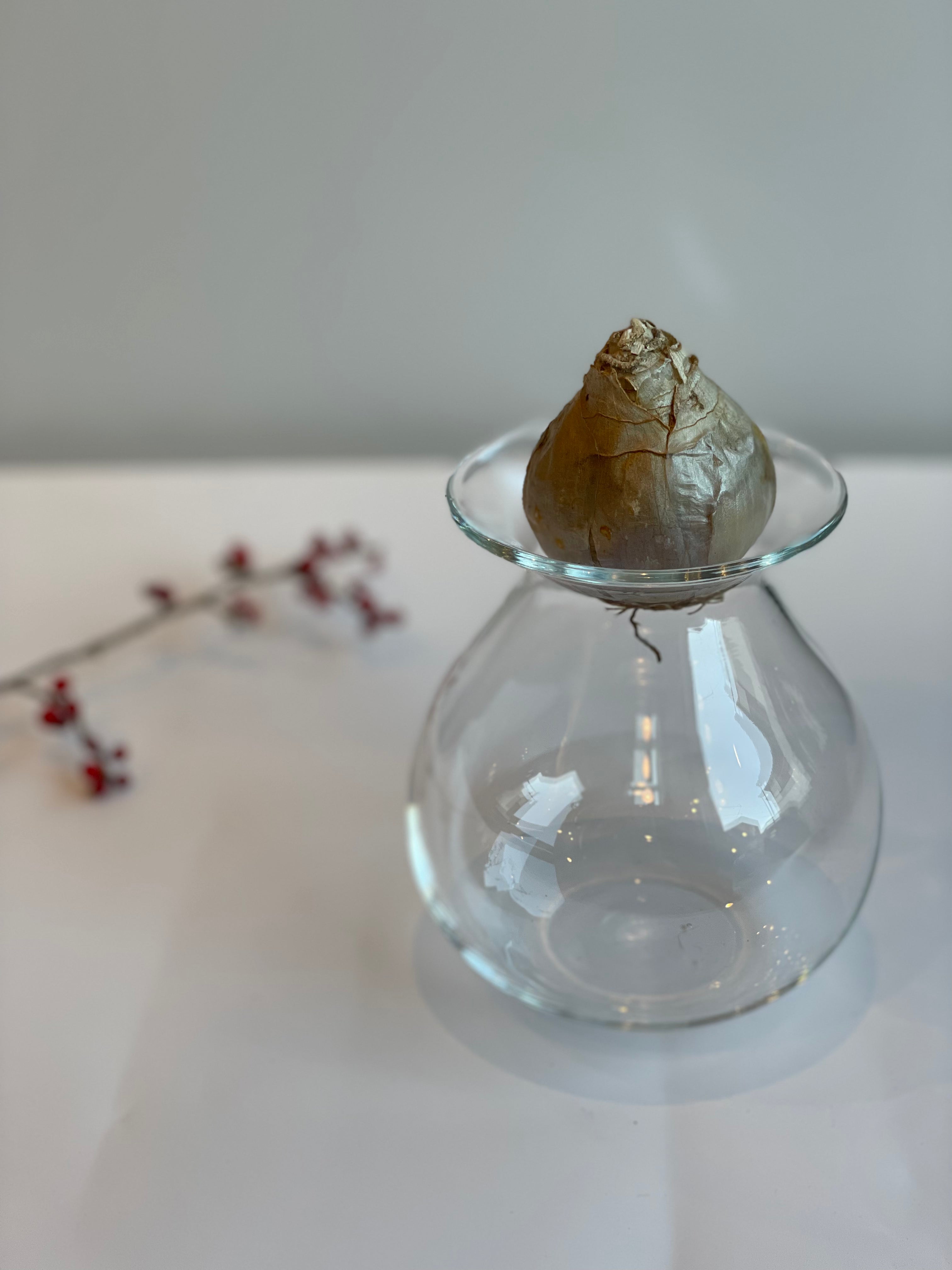 ヒヤシンスポット6