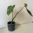 齊藤十郎/  しのぎ植木鉢