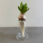 さこうゆうこ / ヒヤシンスポット/ 三角型a