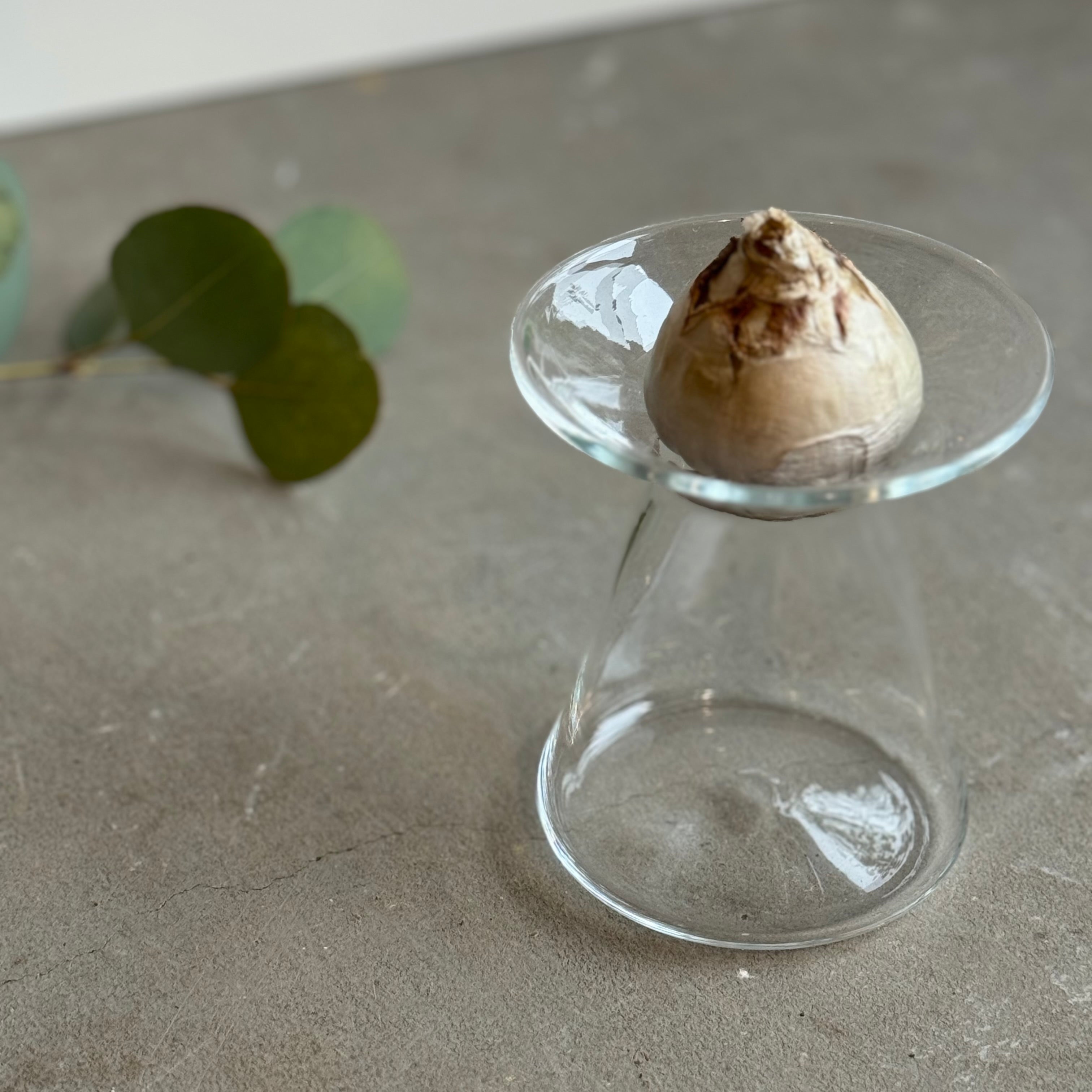 ヒヤシンスポット③