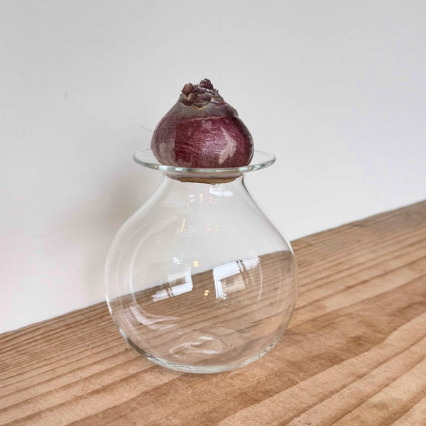 さこうゆうこ / ヒヤシンスポット /丸型1