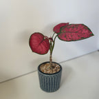 齊藤十郎/ しのぎ植木鉢
