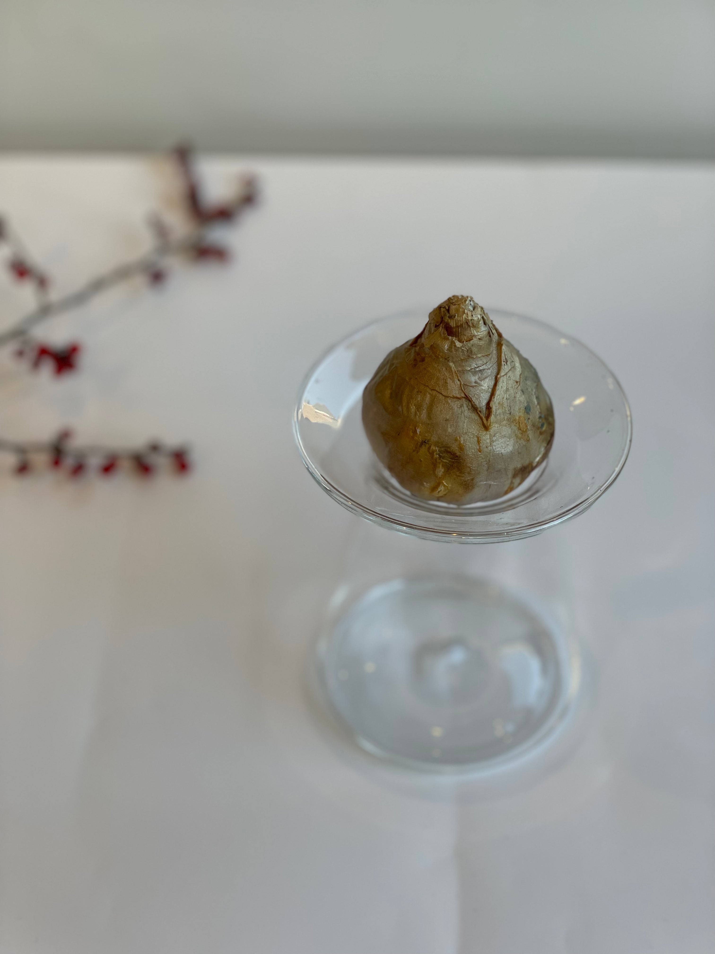 ヒヤシンスポット2