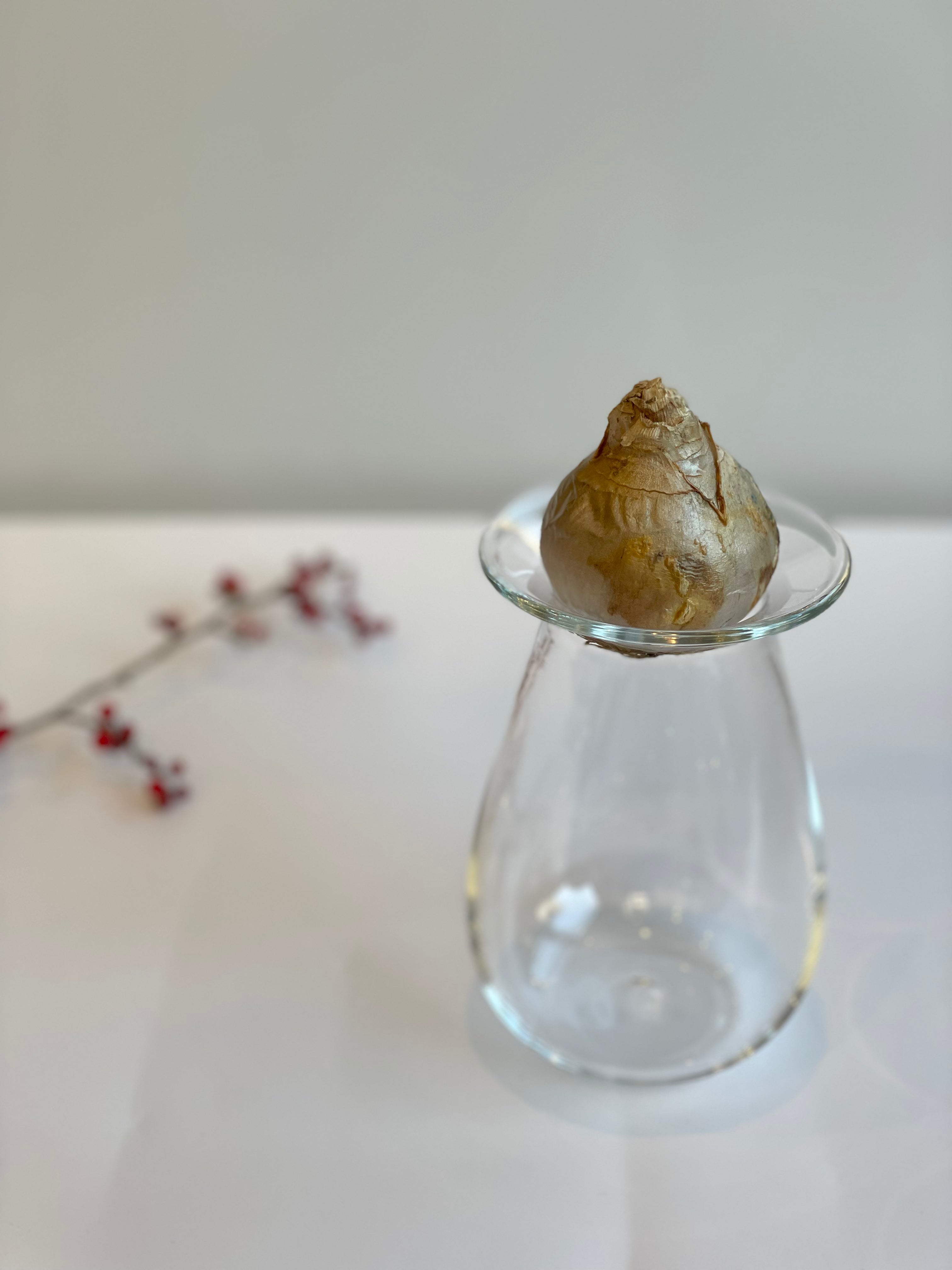 ヒヤシンスポット3