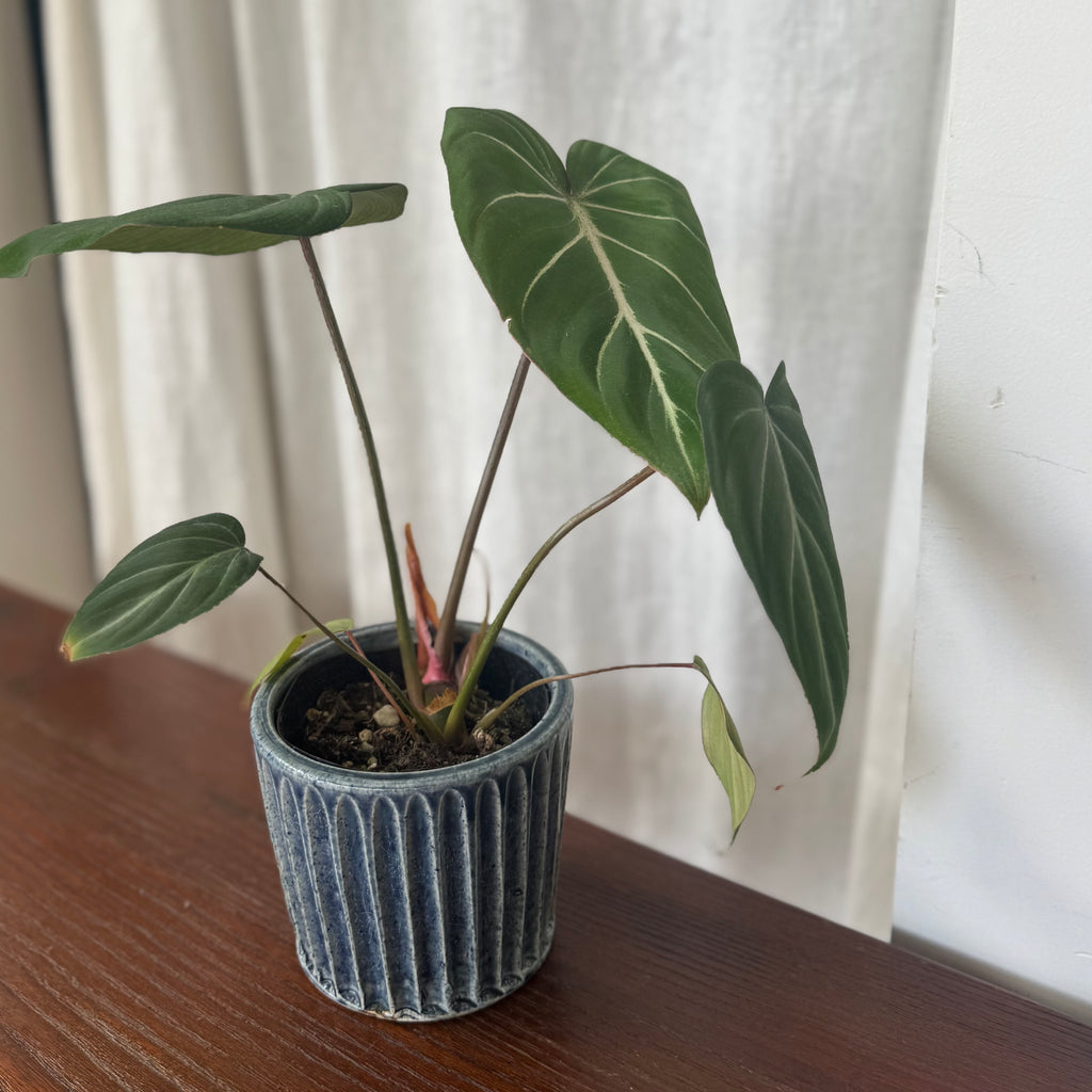 齊藤十郎/ しのぎ植木鉢