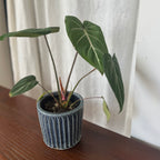 齊藤十郎/ しのぎ植木鉢