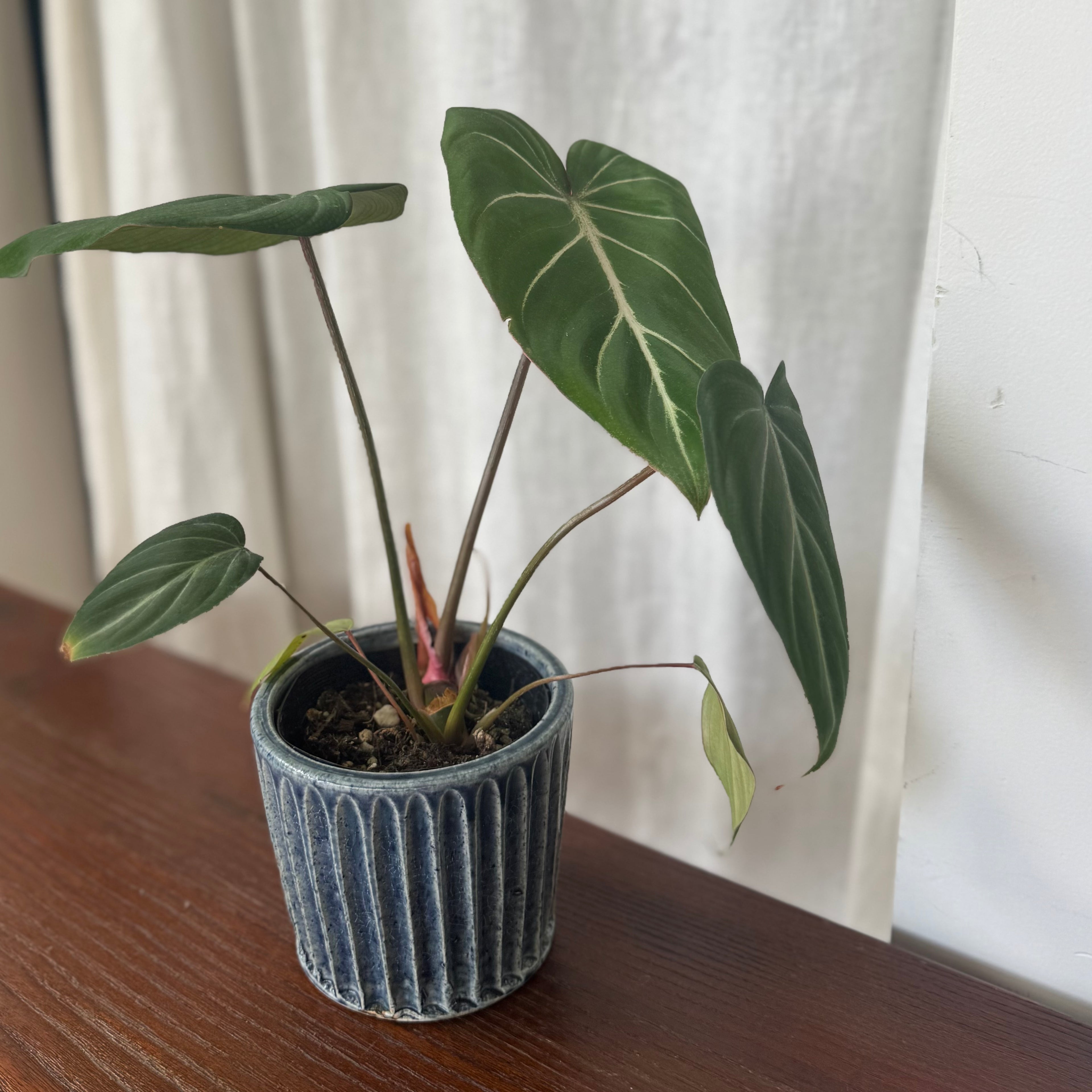 齊藤十郎/ しのぎ植木鉢
