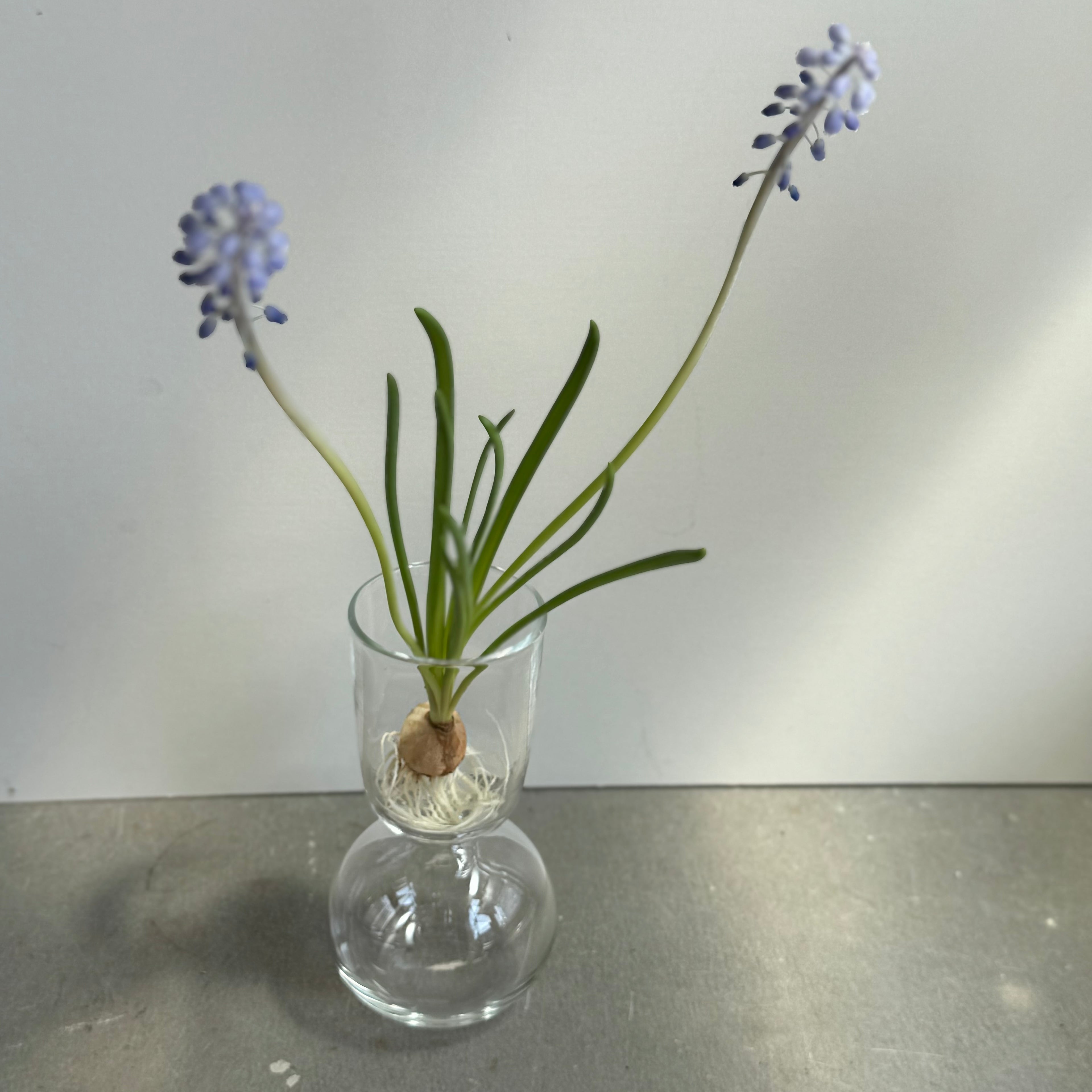 さこうゆうこ / ムスカリポットストレートd