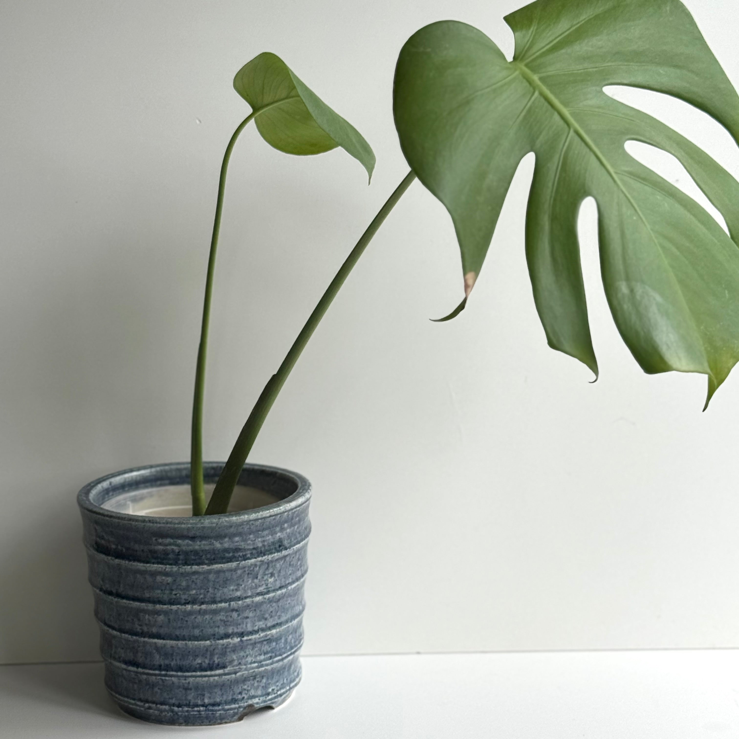 しのぎ鉢カバー(ゴス色)