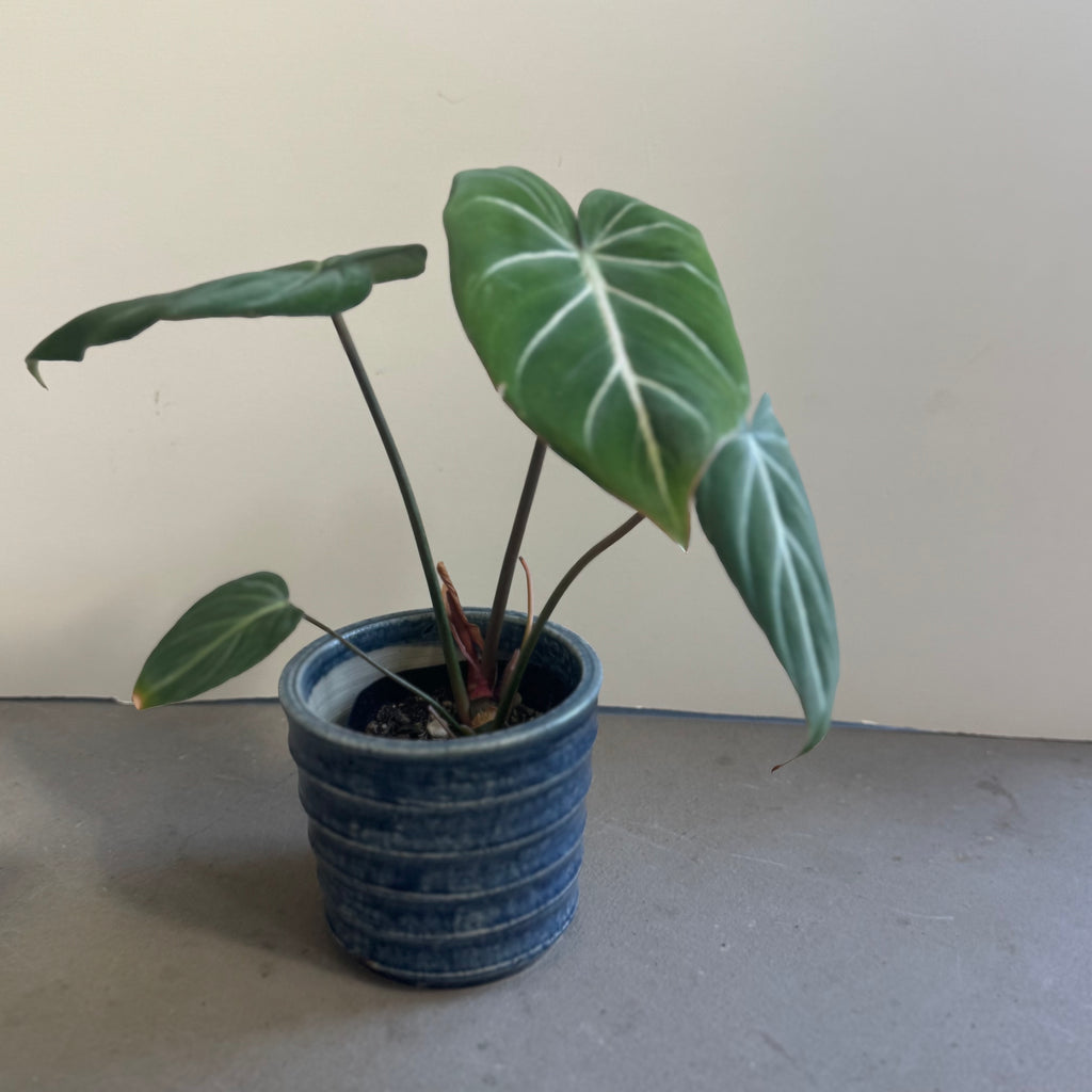齊藤十郎/  しのぎ植木鉢
