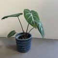 齊藤十郎/  しのぎ植木鉢