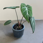 齊藤十郎/ しのぎ植木鉢