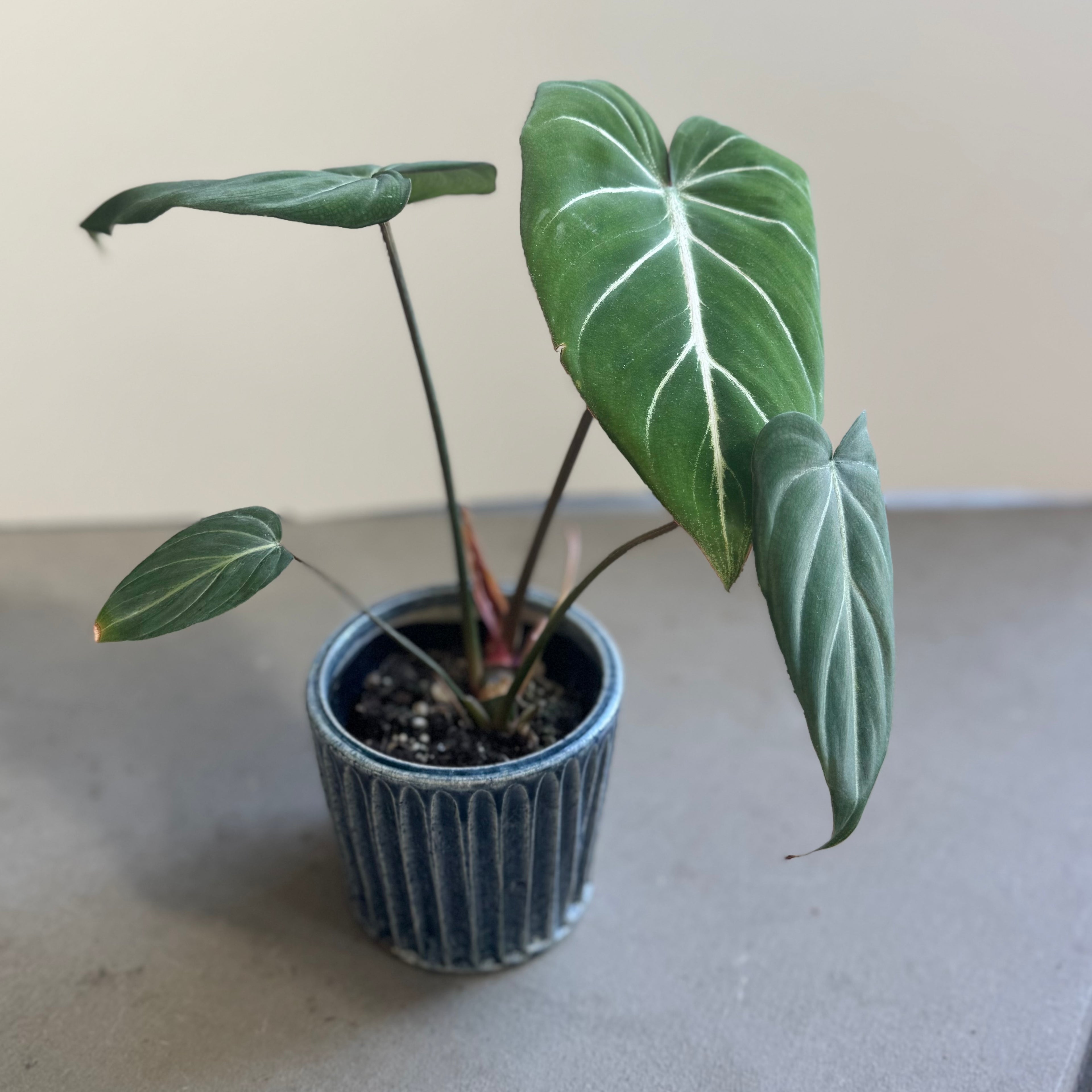 齊藤十郎/ しのぎ植木鉢