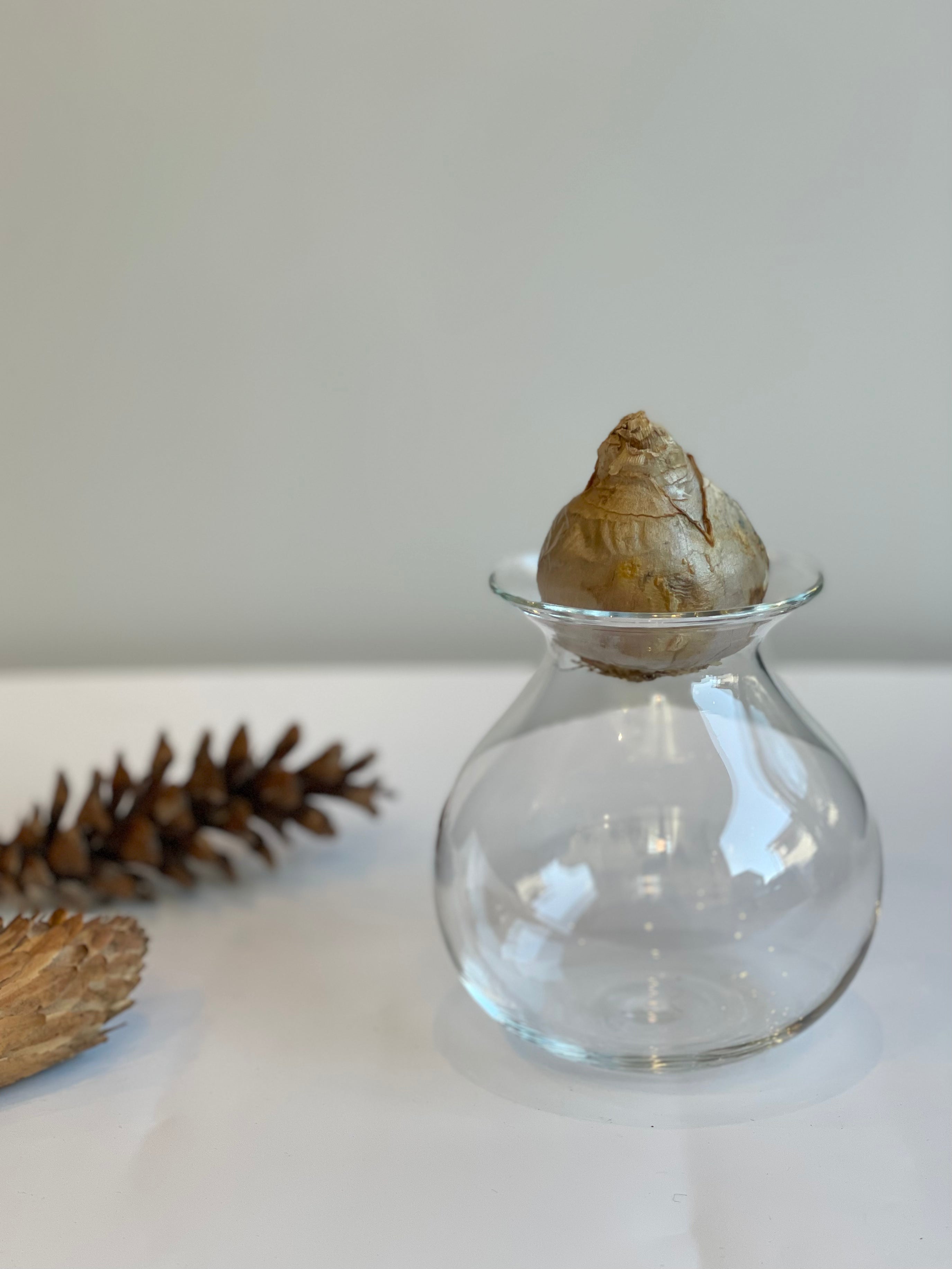 ヒヤシンスポット5