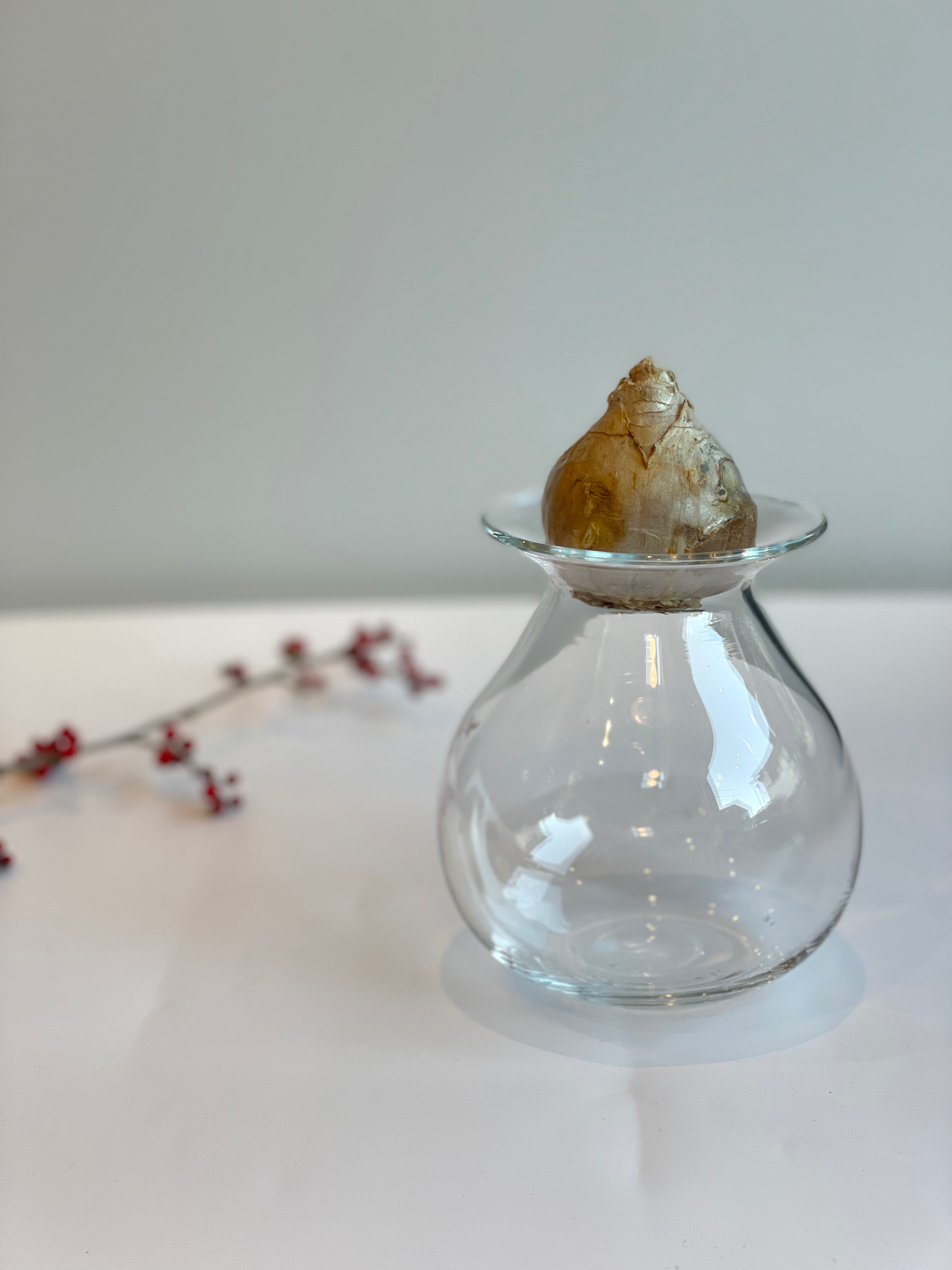 ヒヤシンスポット6