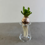 さこうゆうこ / ヒヤシンスポット/ 三角型b