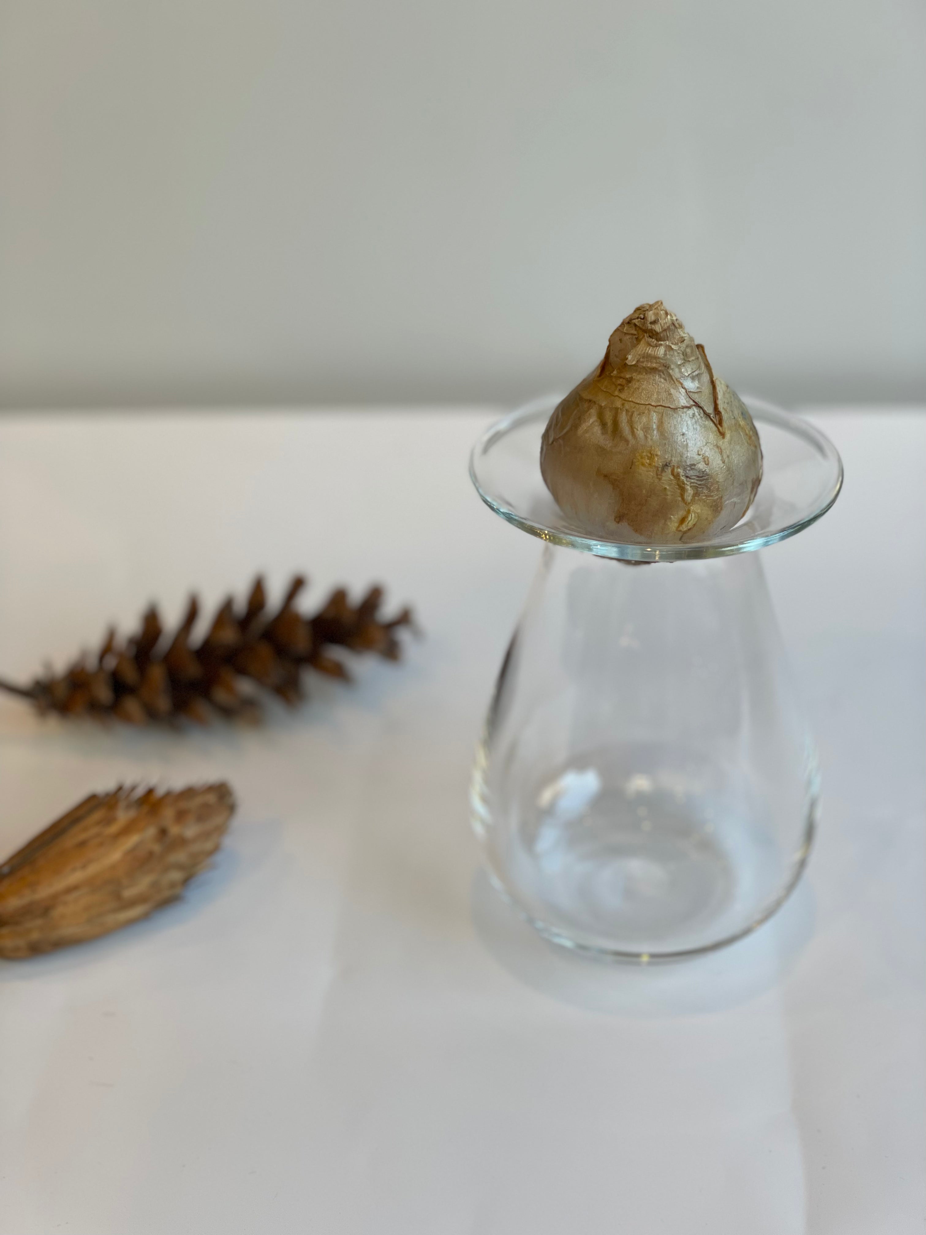 ヒヤシンスポット4