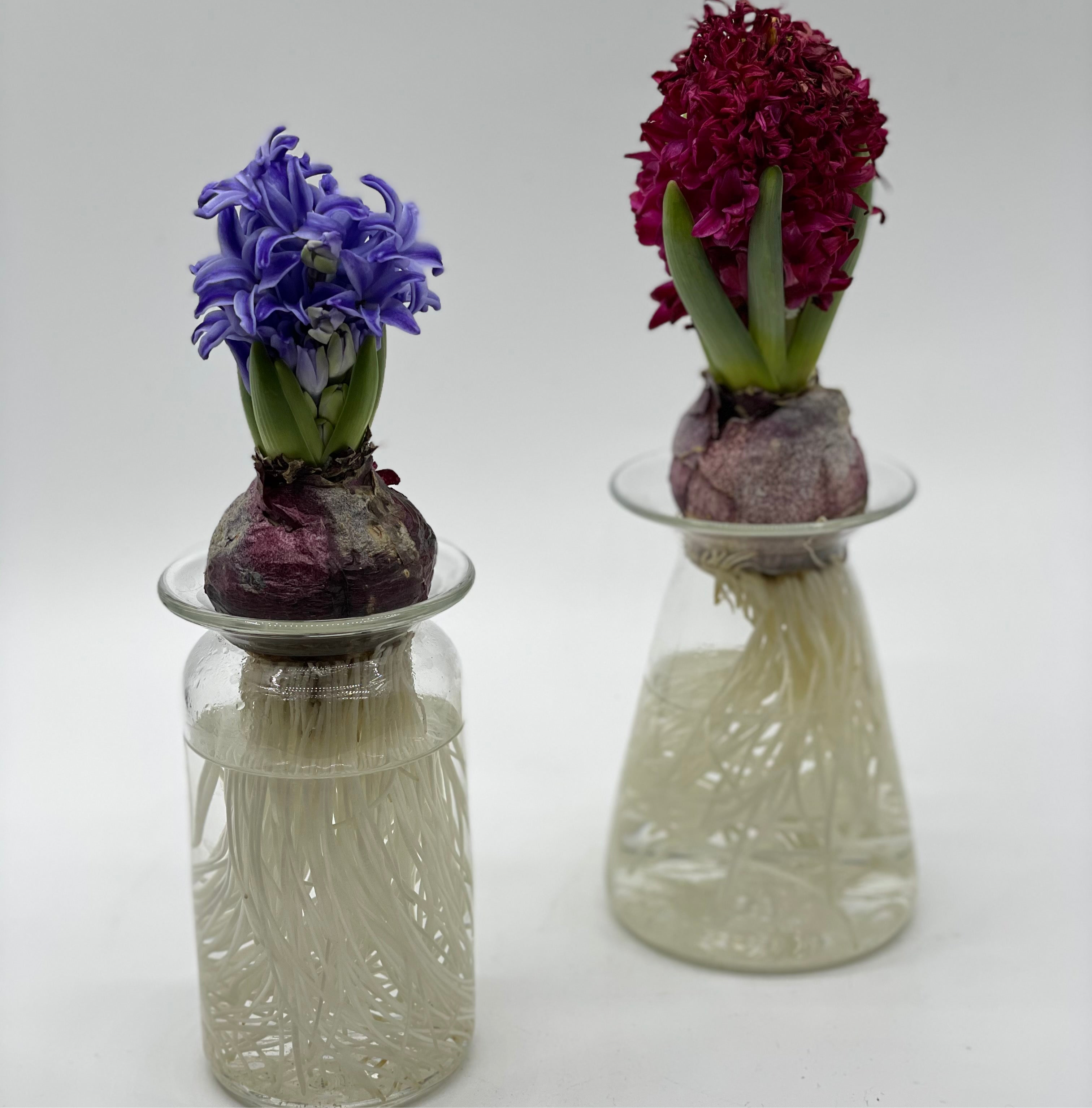 ヒヤシンスポット③