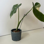 齊藤十郎/ しのぎ植木鉢