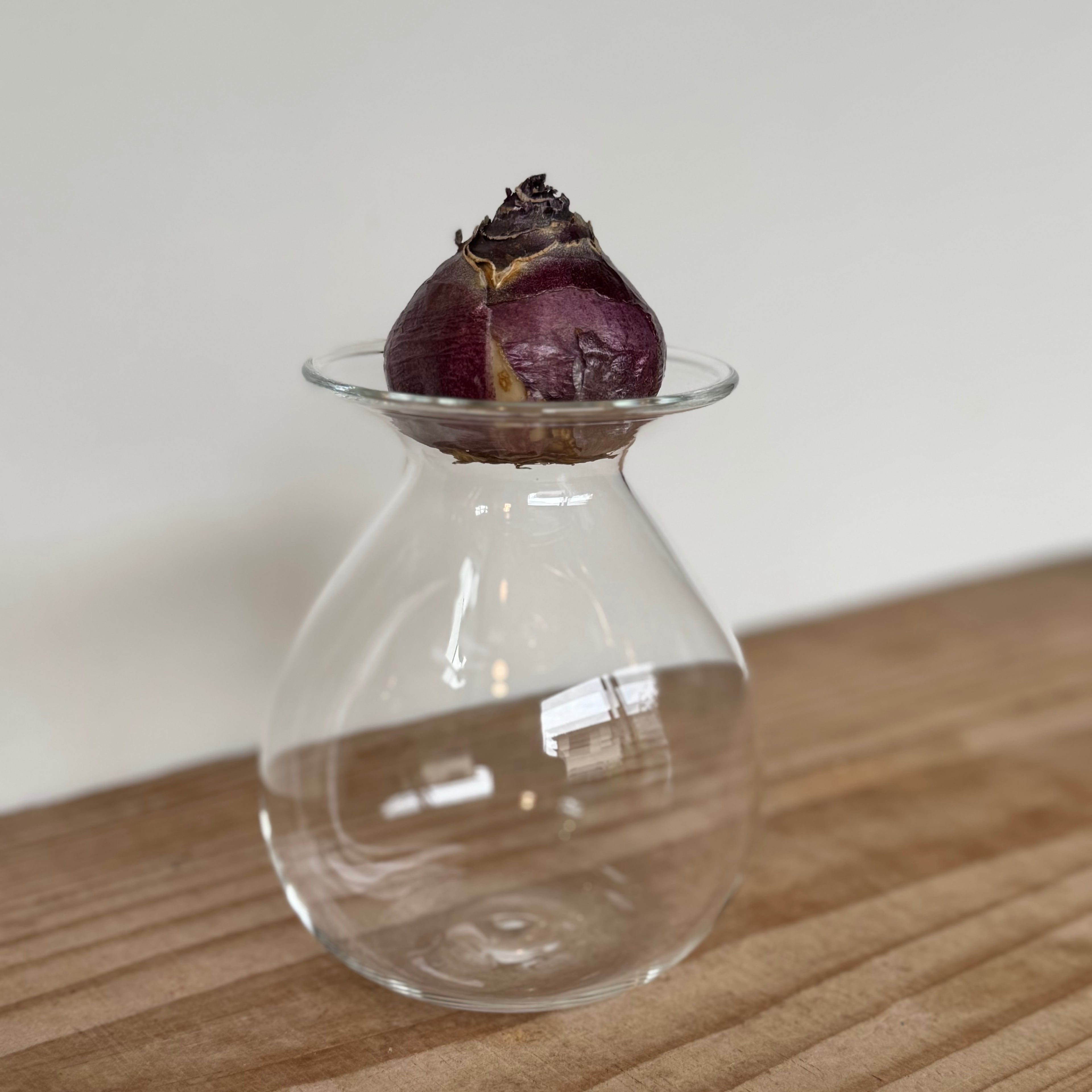 さこうゆうこ / ヒヤシンスポット/丸型2