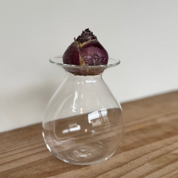 さこうゆうこ / ヒヤシンスポット/丸型2